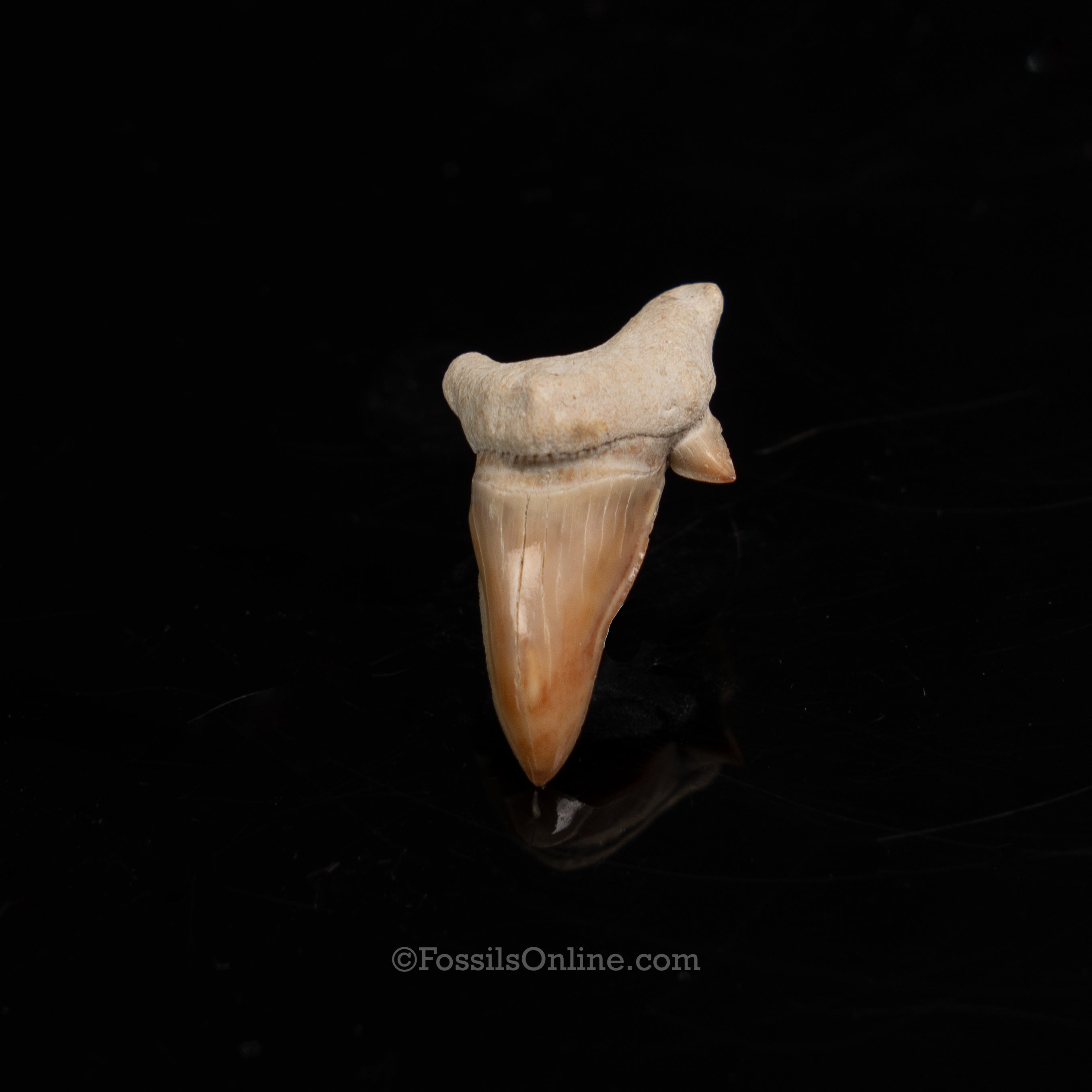 Pathological Otodus Tooth 1.21