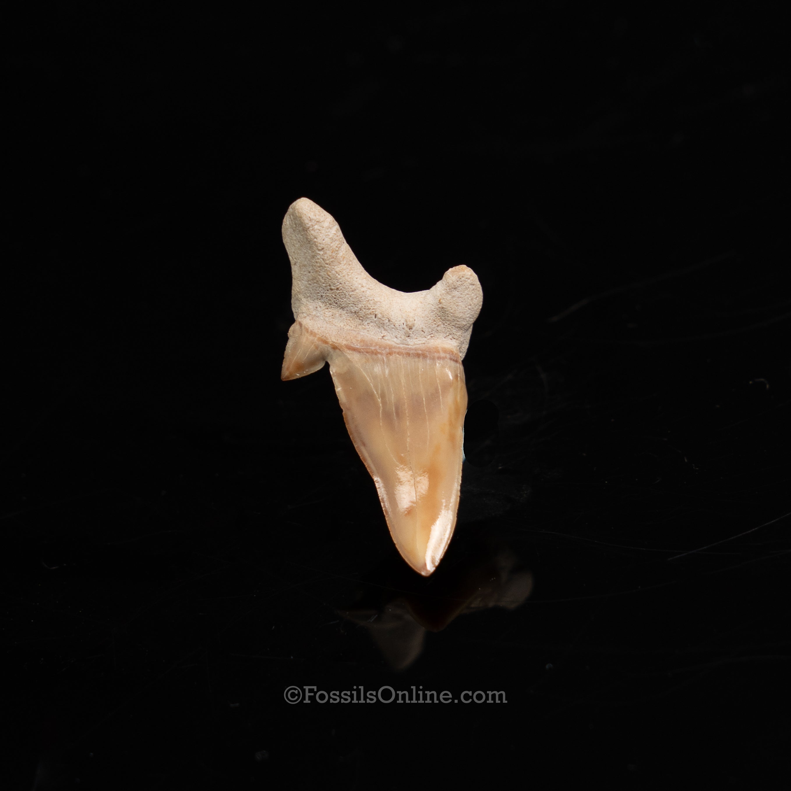Pathological Otodus Tooth 1.21