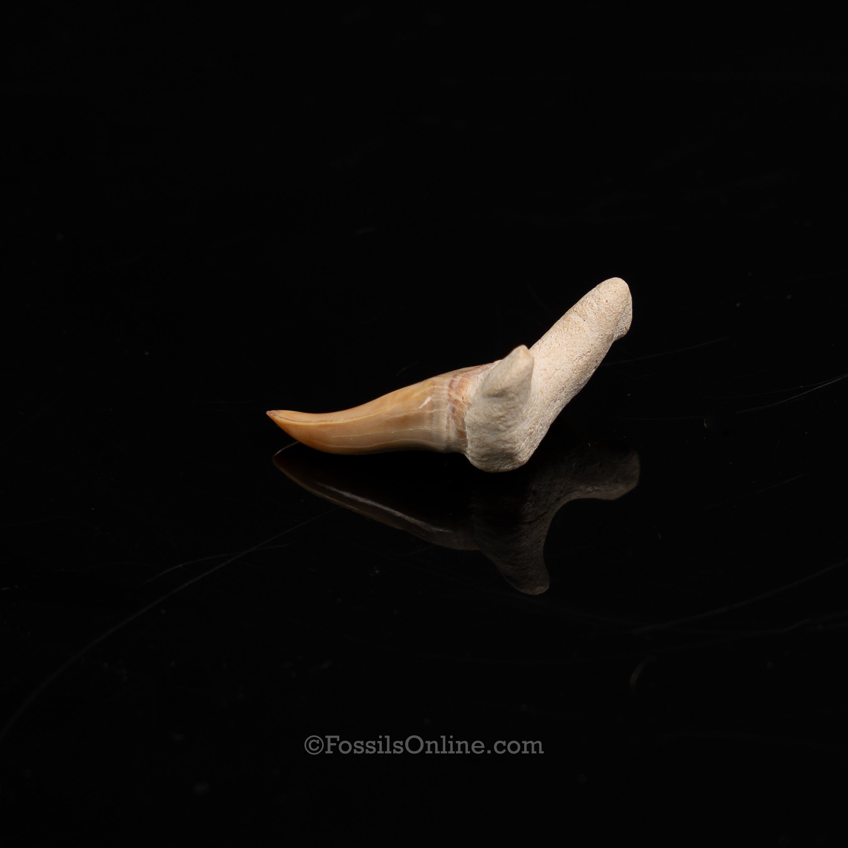 Pathological Otodus Tooth 1.21