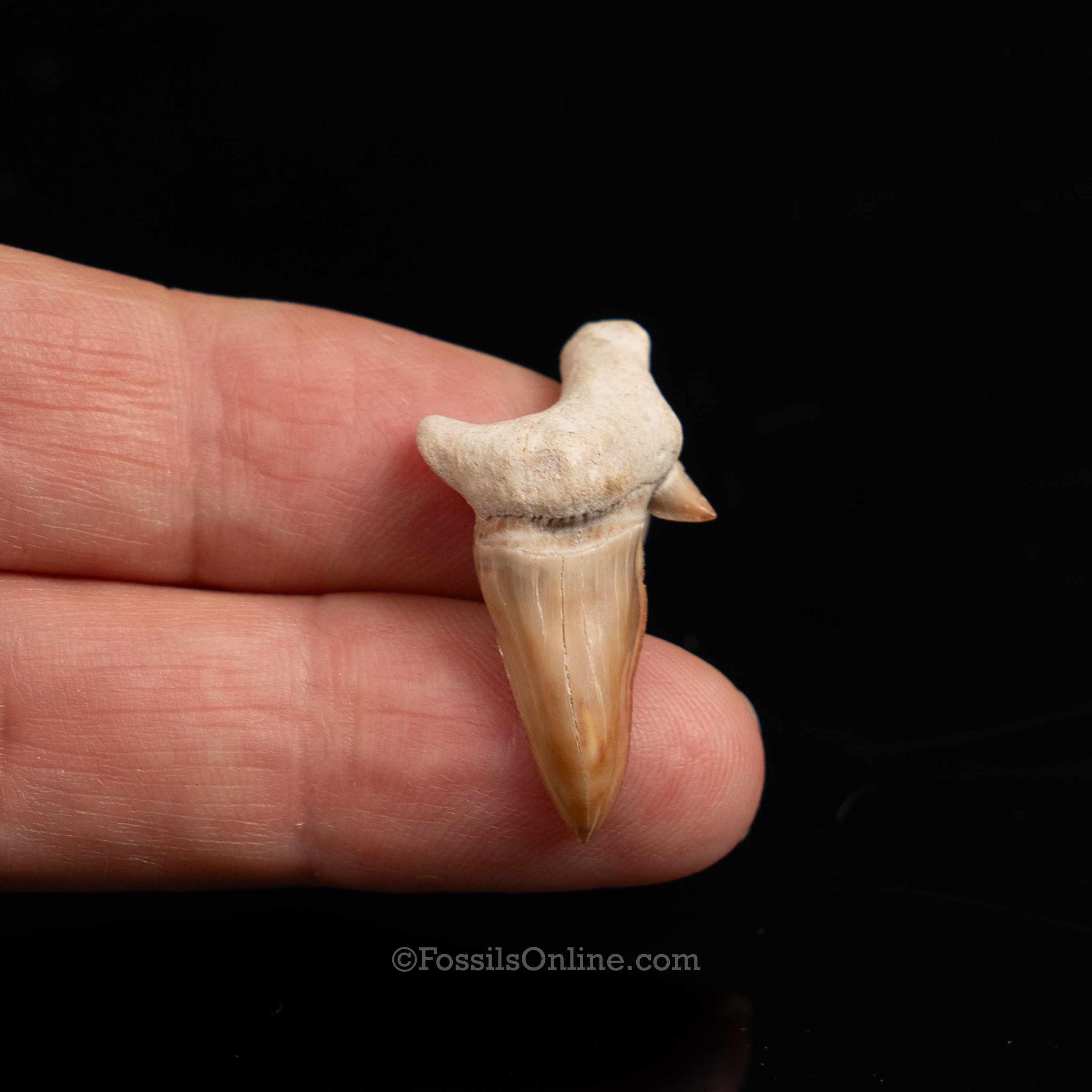 Pathological Otodus Tooth 1.21