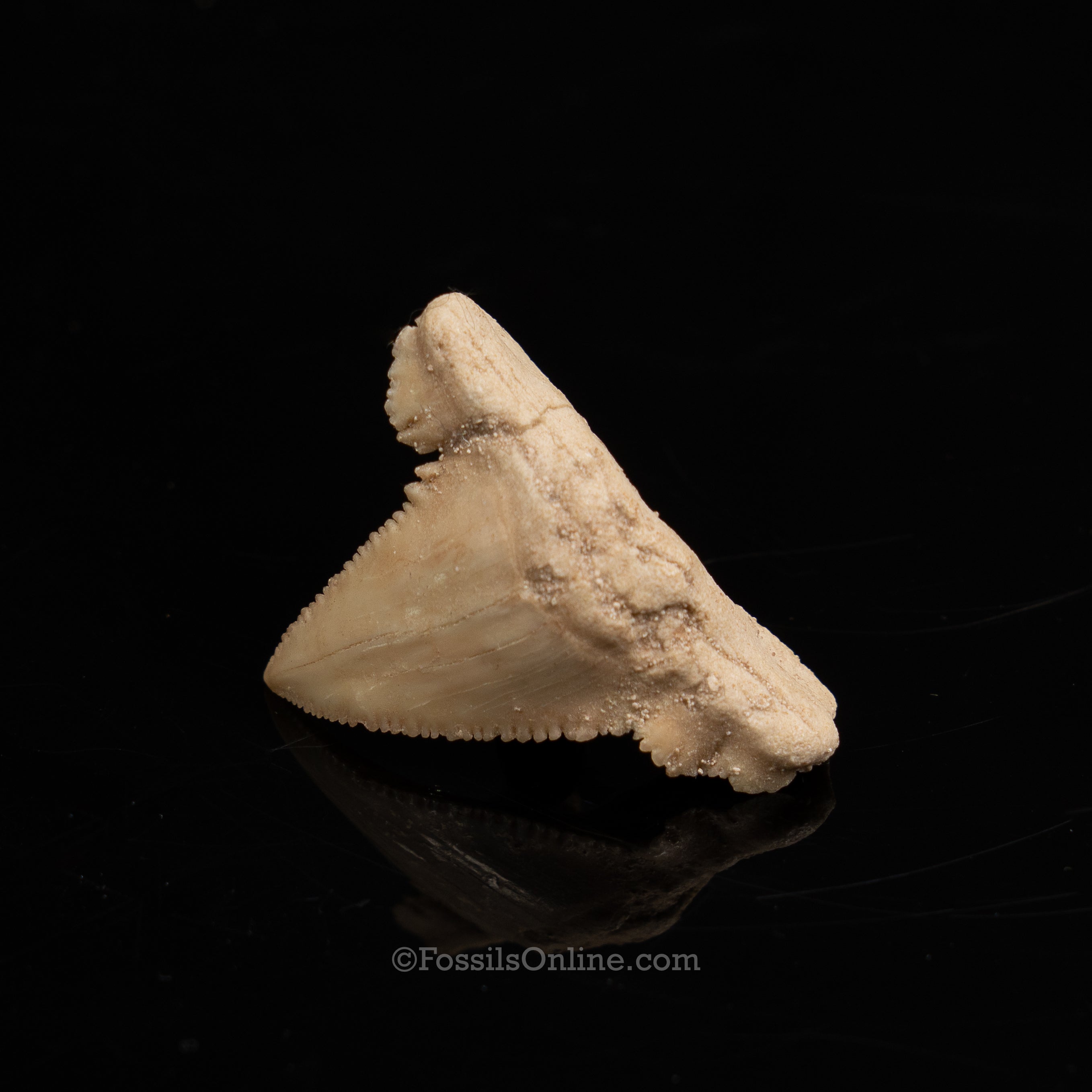 Pathological Palaeocarcharodon Orientalis 1.42"