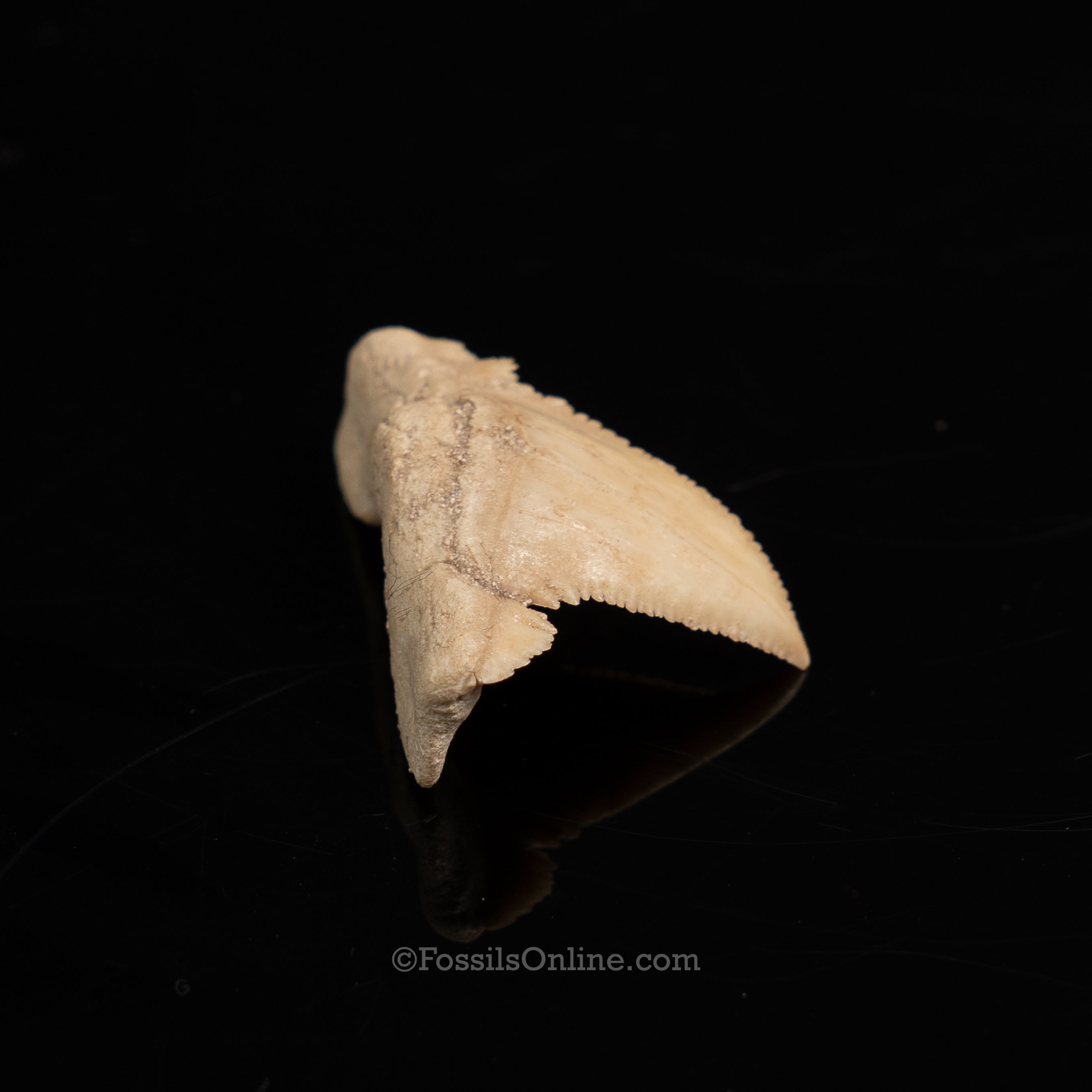 Pathological Palaeocarcharodon Orientalis 1.42"