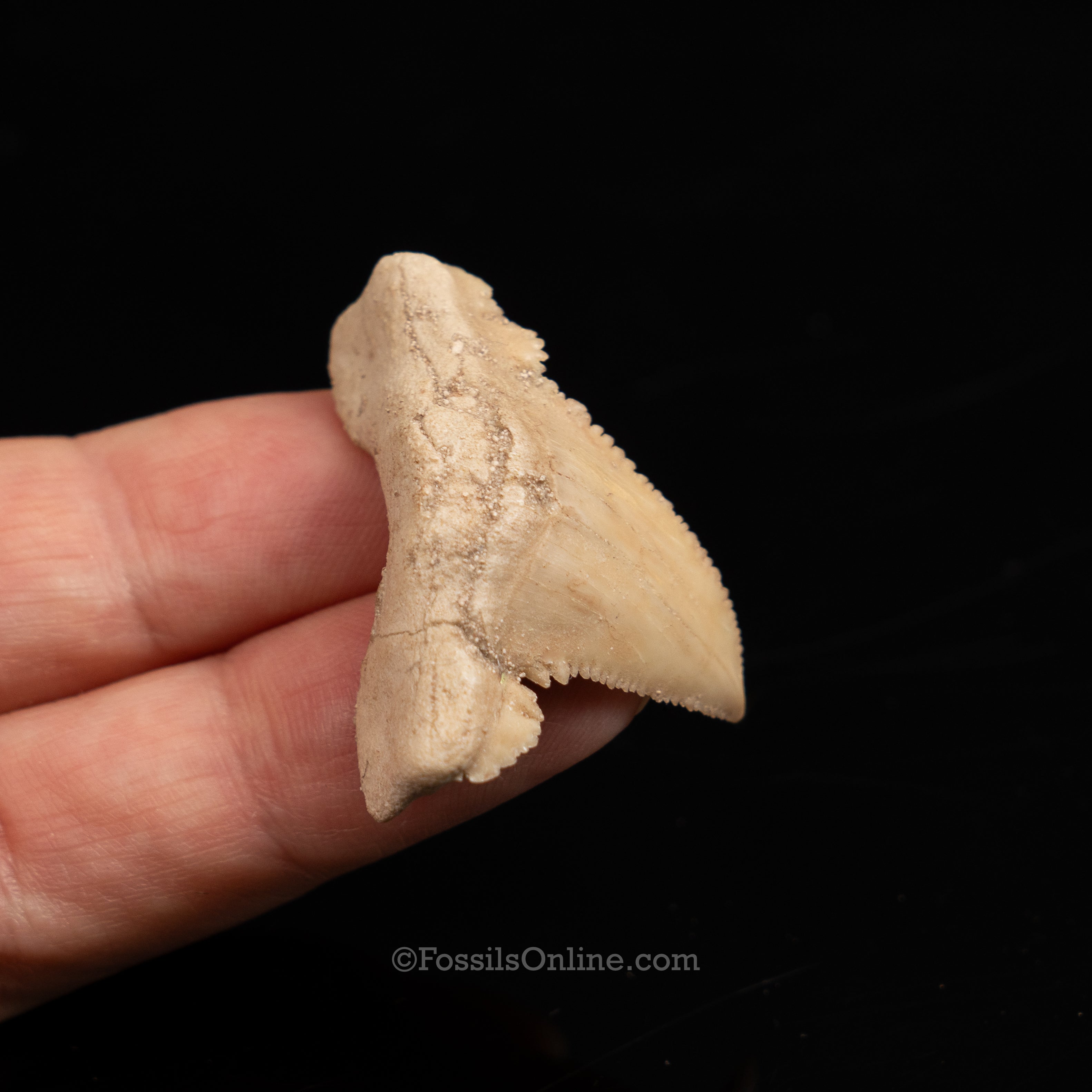 Pathological Palaeocarcharodon Orientalis 1.42"