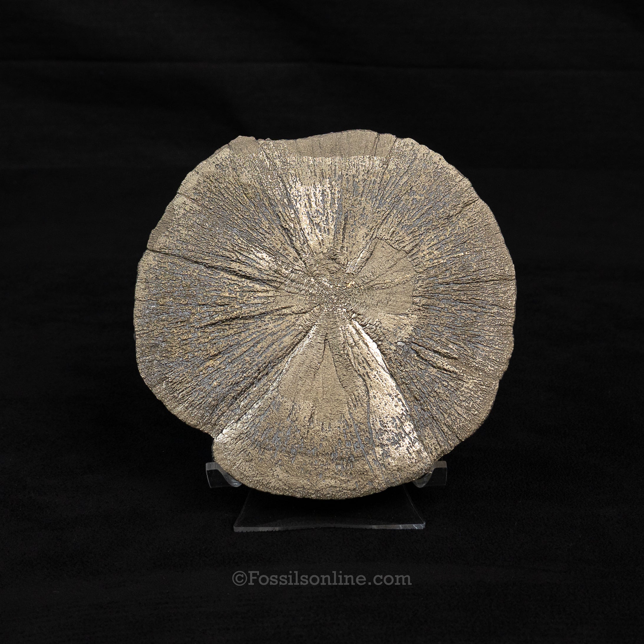 LG Pyrite Sun / Miner's Dollar 4.75"