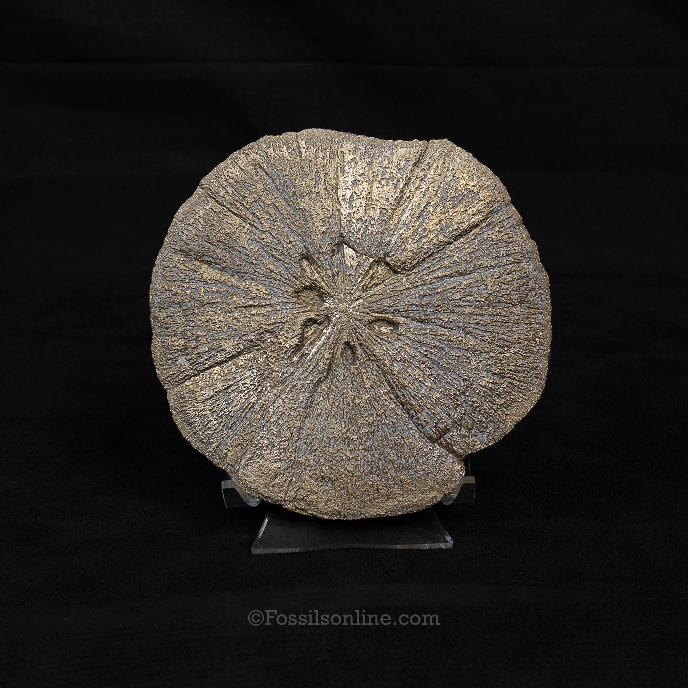 LG Pyrite Sun / Miner's Dollar 4.75"