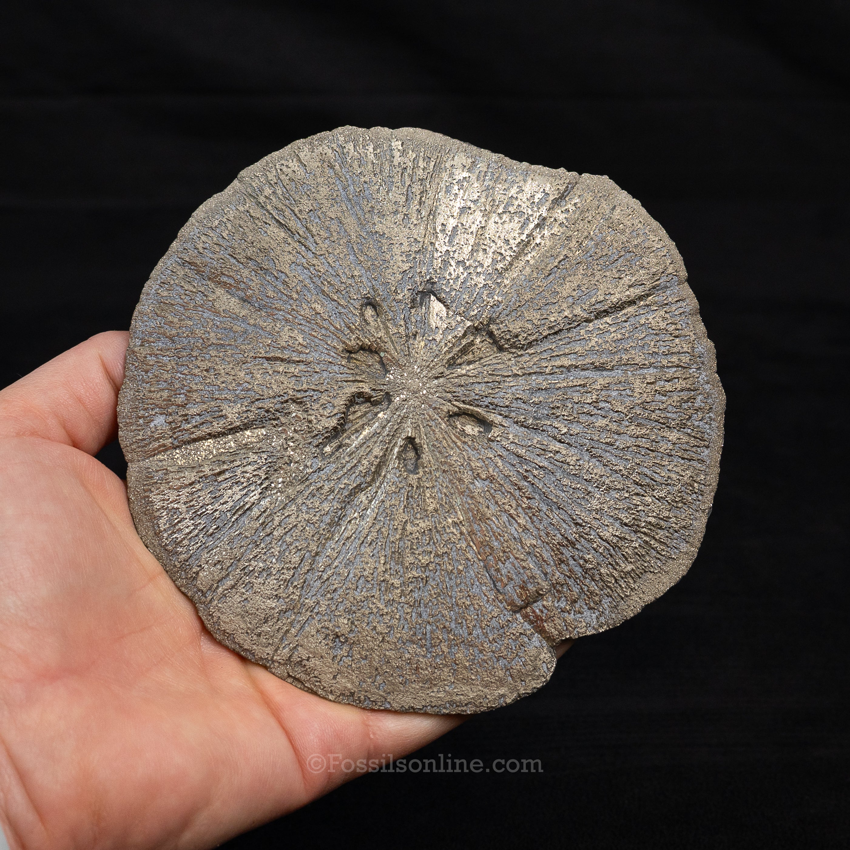 LG Pyrite Sun / Miner's Dollar 4.75"
