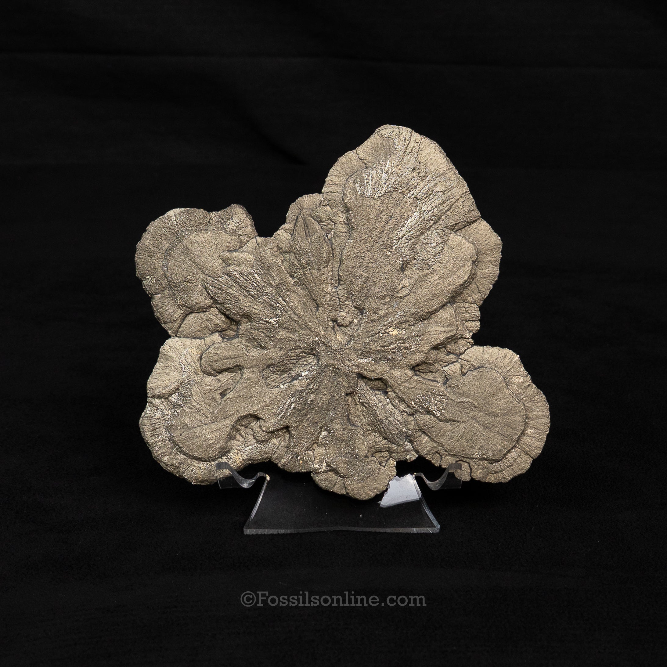 LG Pyrite Sun / Miner's Dollar 4.93"