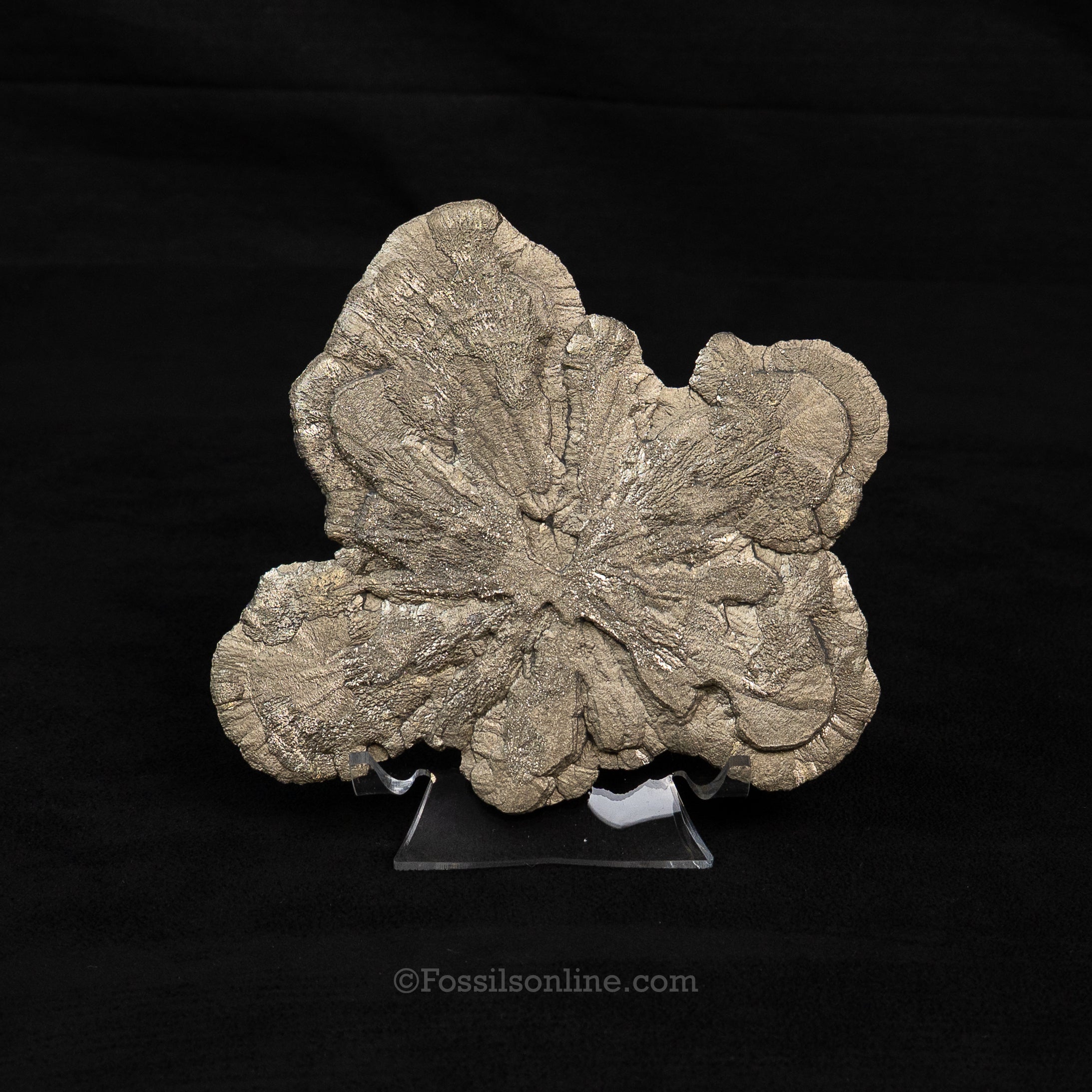 LG Pyrite Sun / Miner's Dollar 4.93"