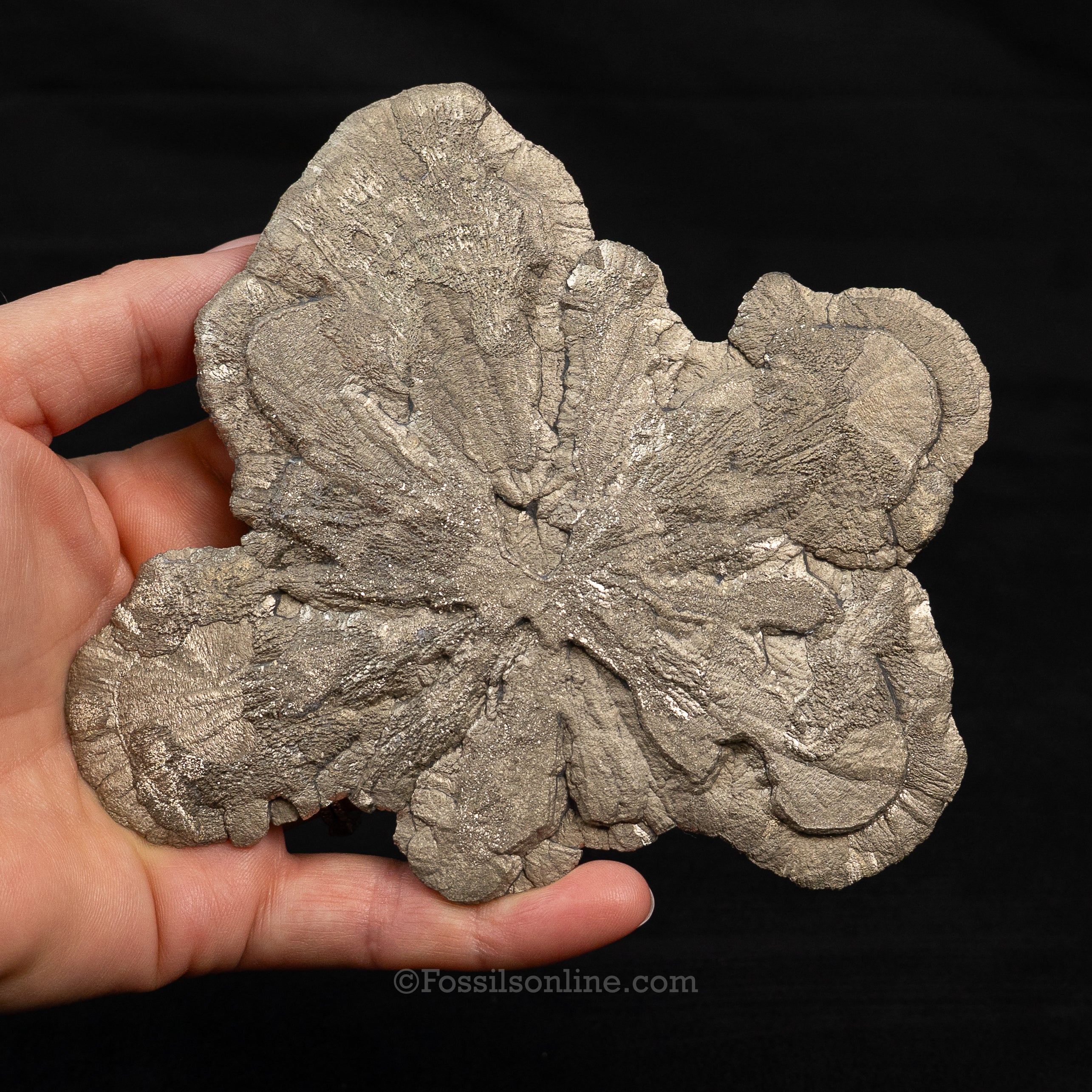 LG Pyrite Sun / Miner's Dollar 4.93"