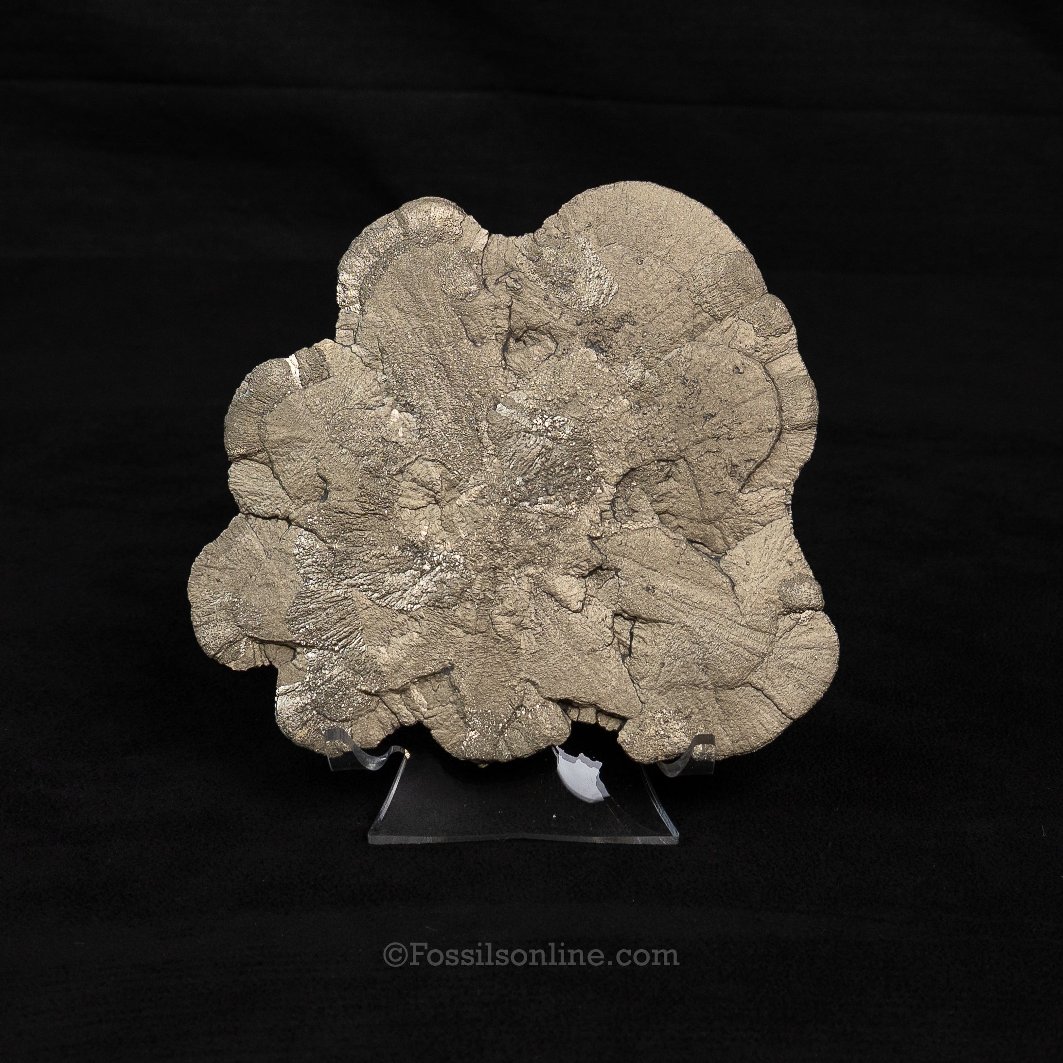 LG Pyrite Sun / Miner's Dollar 4.92"