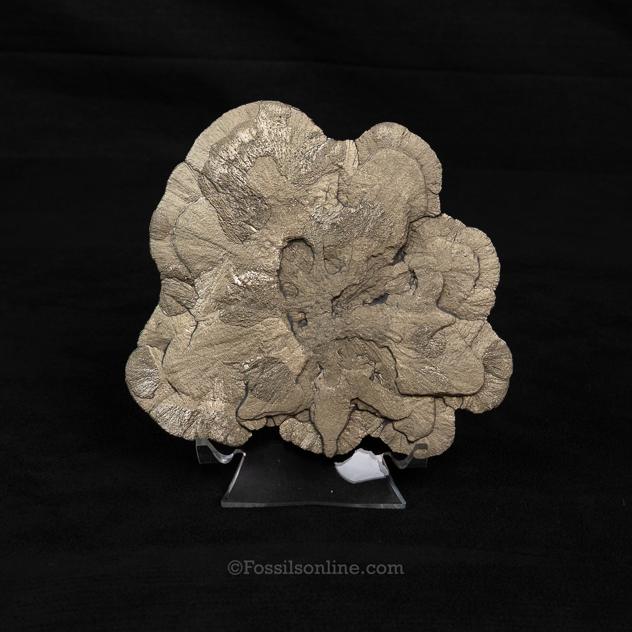 LG Pyrite Sun / Miner's Dollar 4.92"