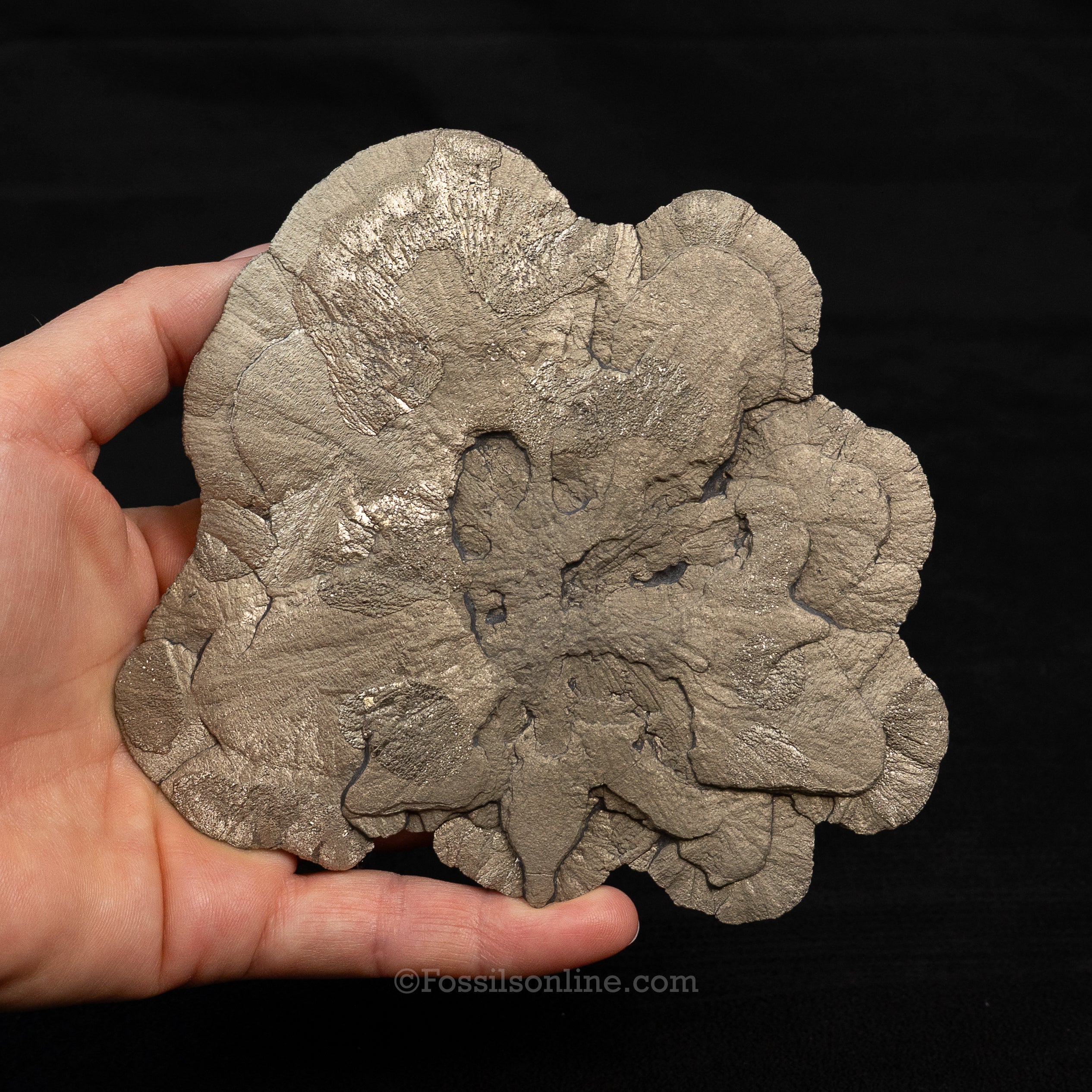 LG Pyrite Sun / Miner's Dollar 4.92"