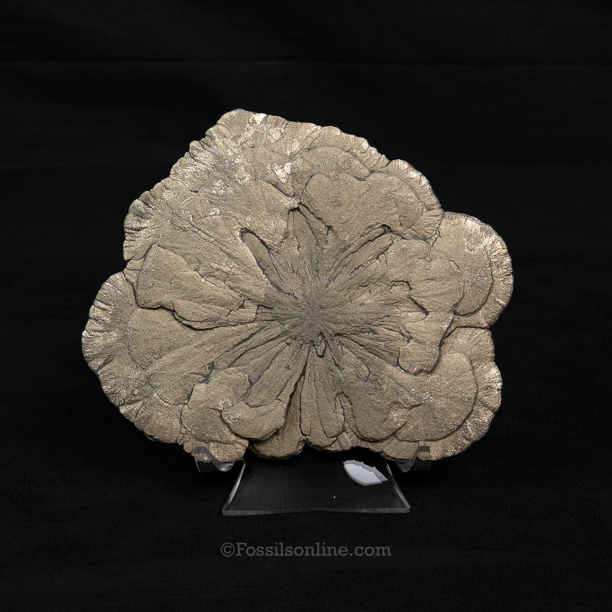 LG Pyrite Sun / Miner's Dollar 5.30"