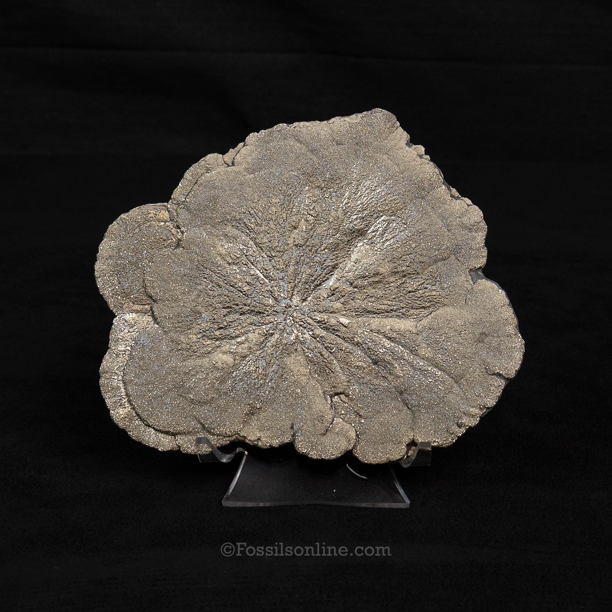 LG Pyrite Sun / Miner's Dollar 5.30"