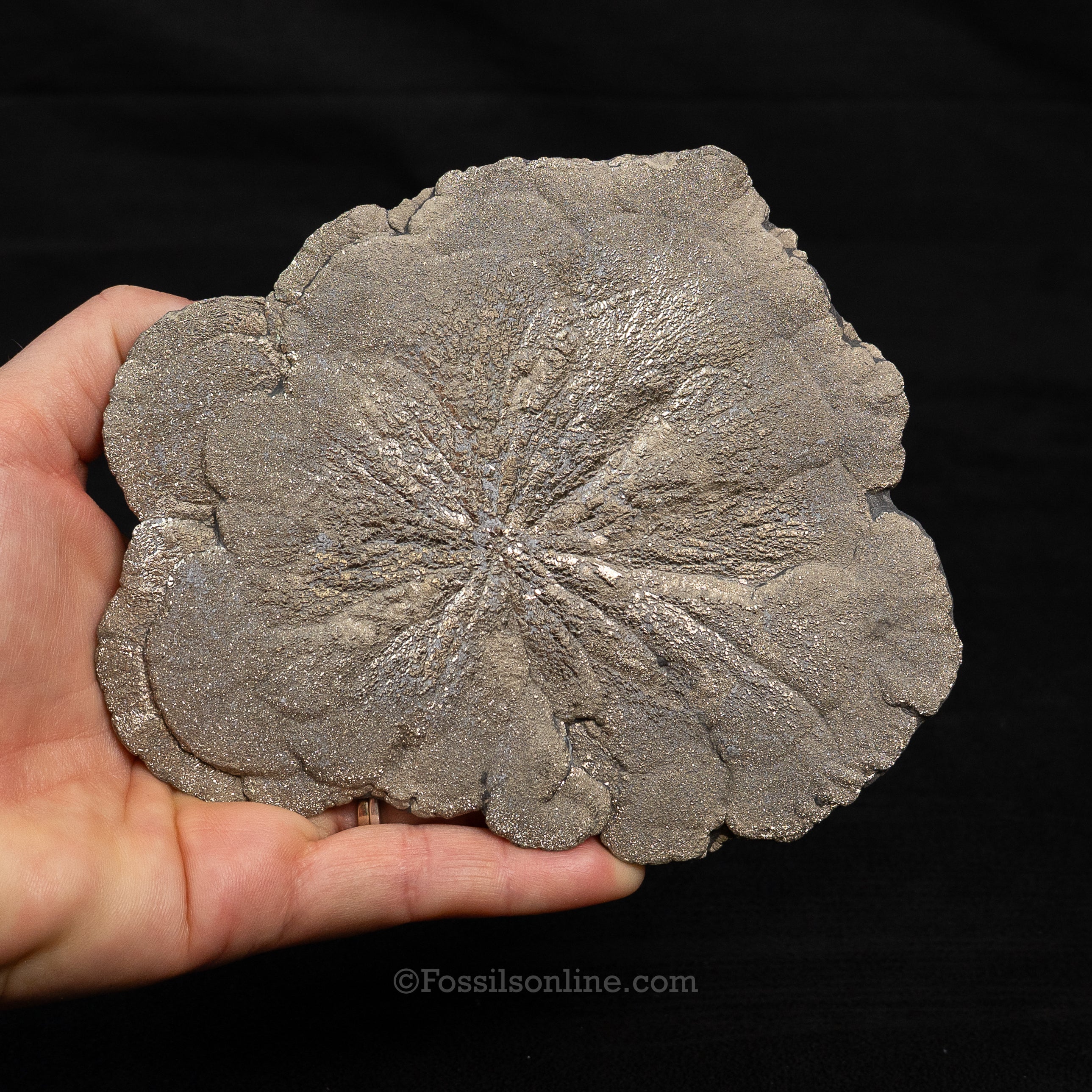 LG Pyrite Sun / Miner's Dollar 5.30"