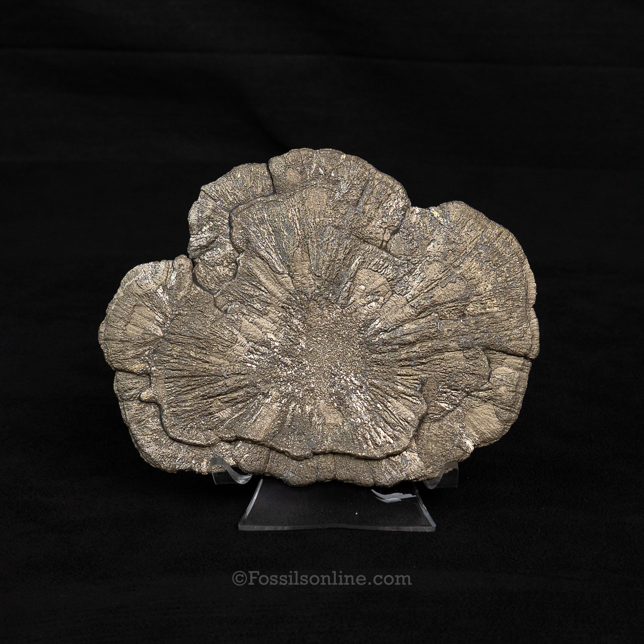 LG Pyrite Sun / Miner's Dollar 5.25"