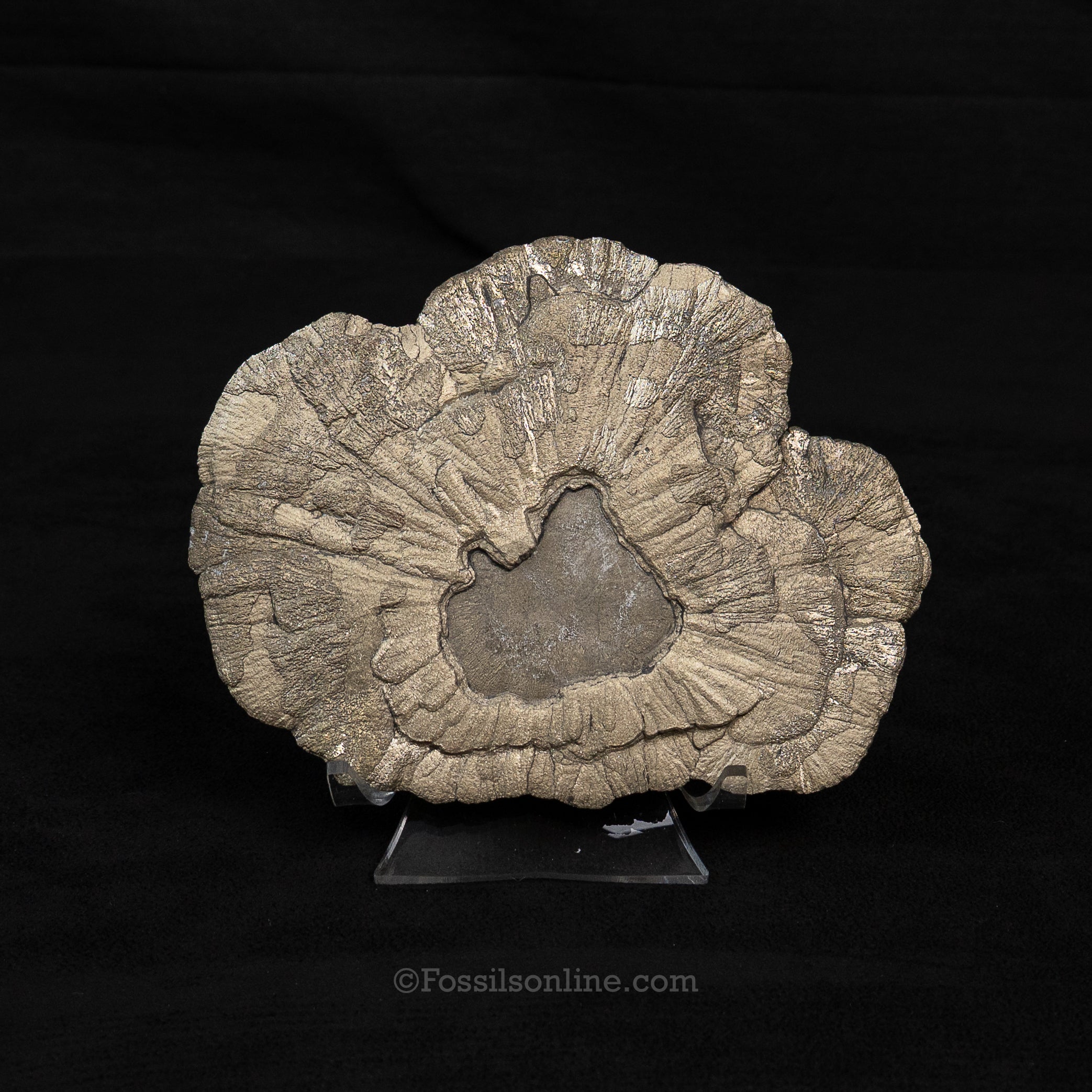 LG Pyrite Sun / Miner's Dollar 5.25"