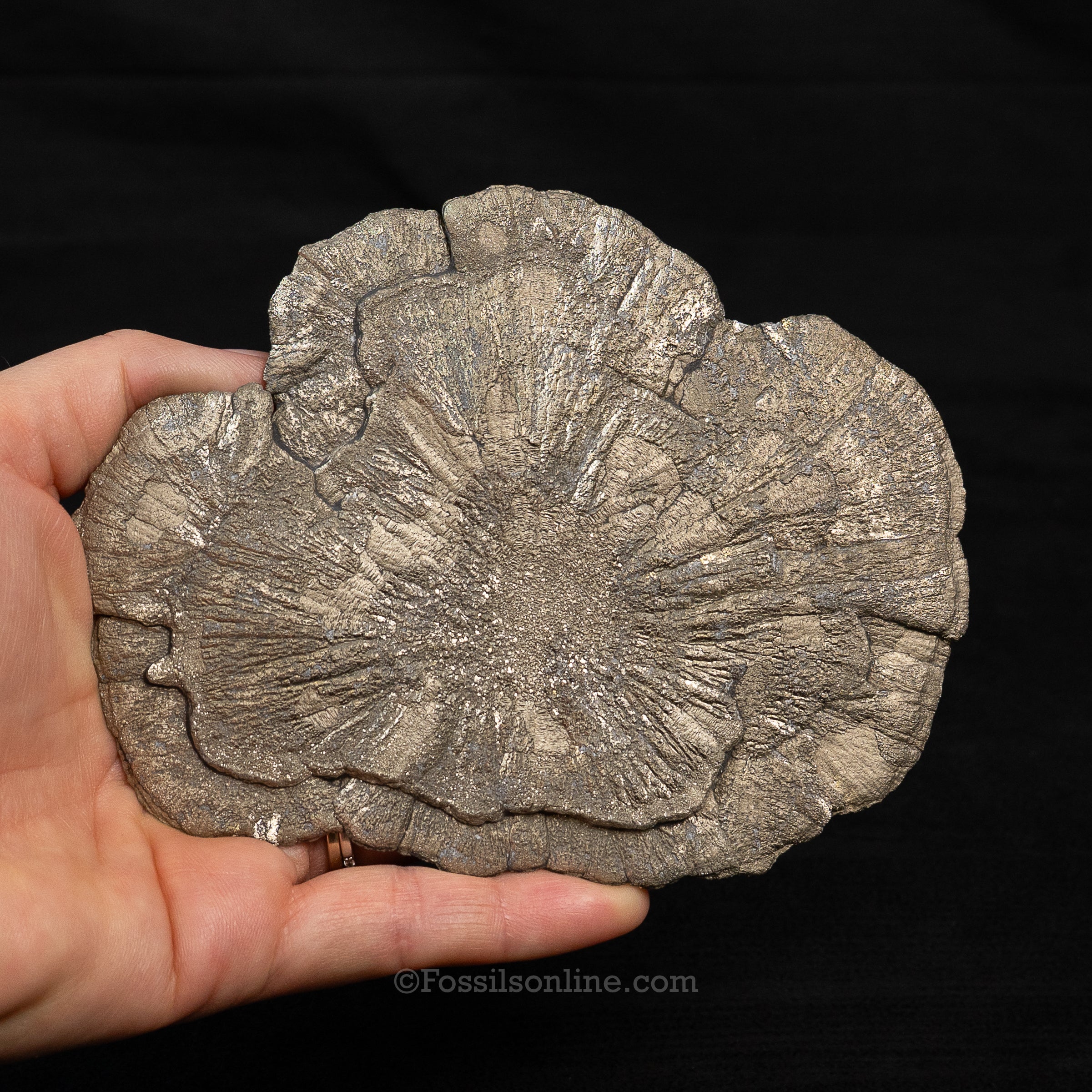 LG Pyrite Sun / Miner's Dollar 5.25"
