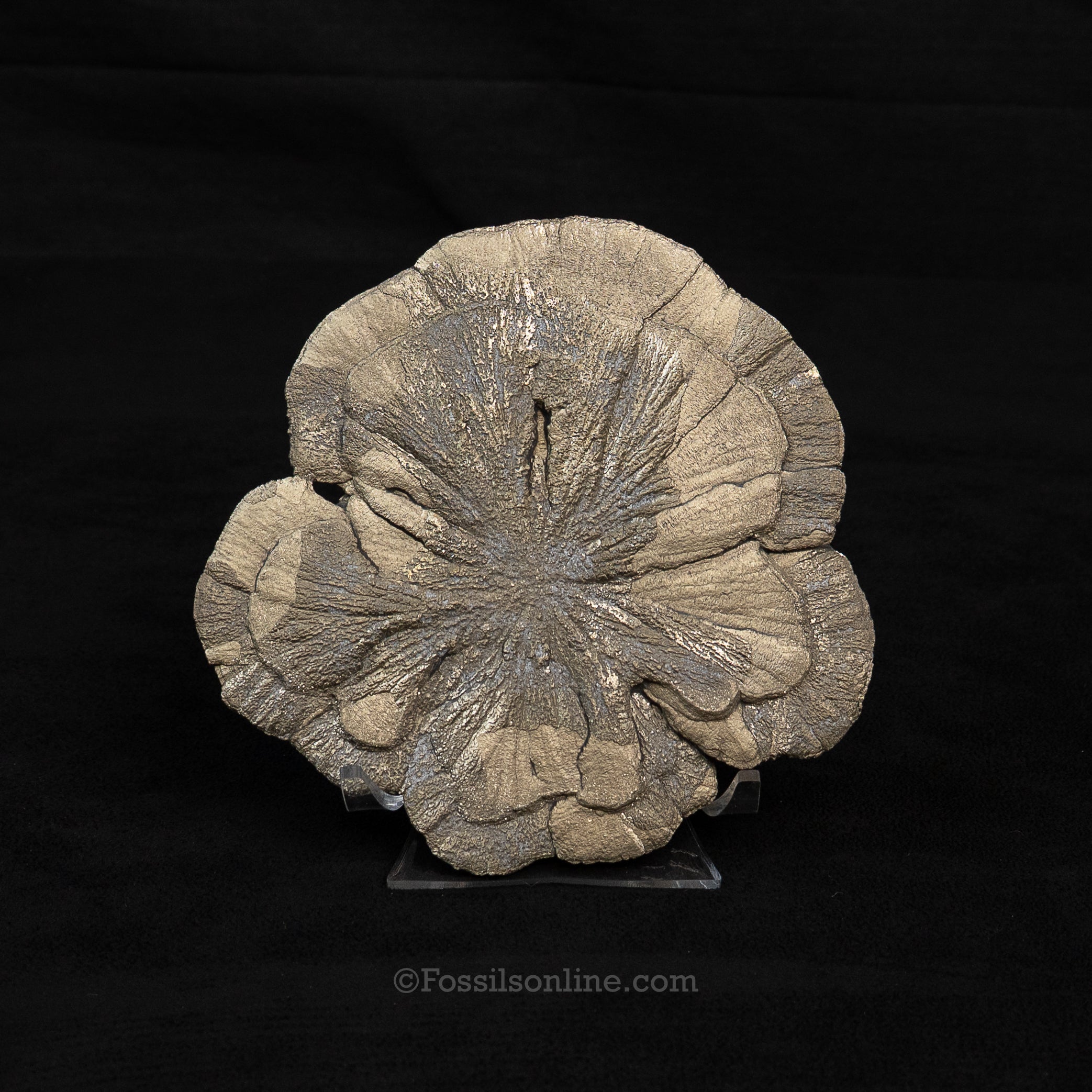 LG Pyrite Sun / Miner's Dollar 4.77"