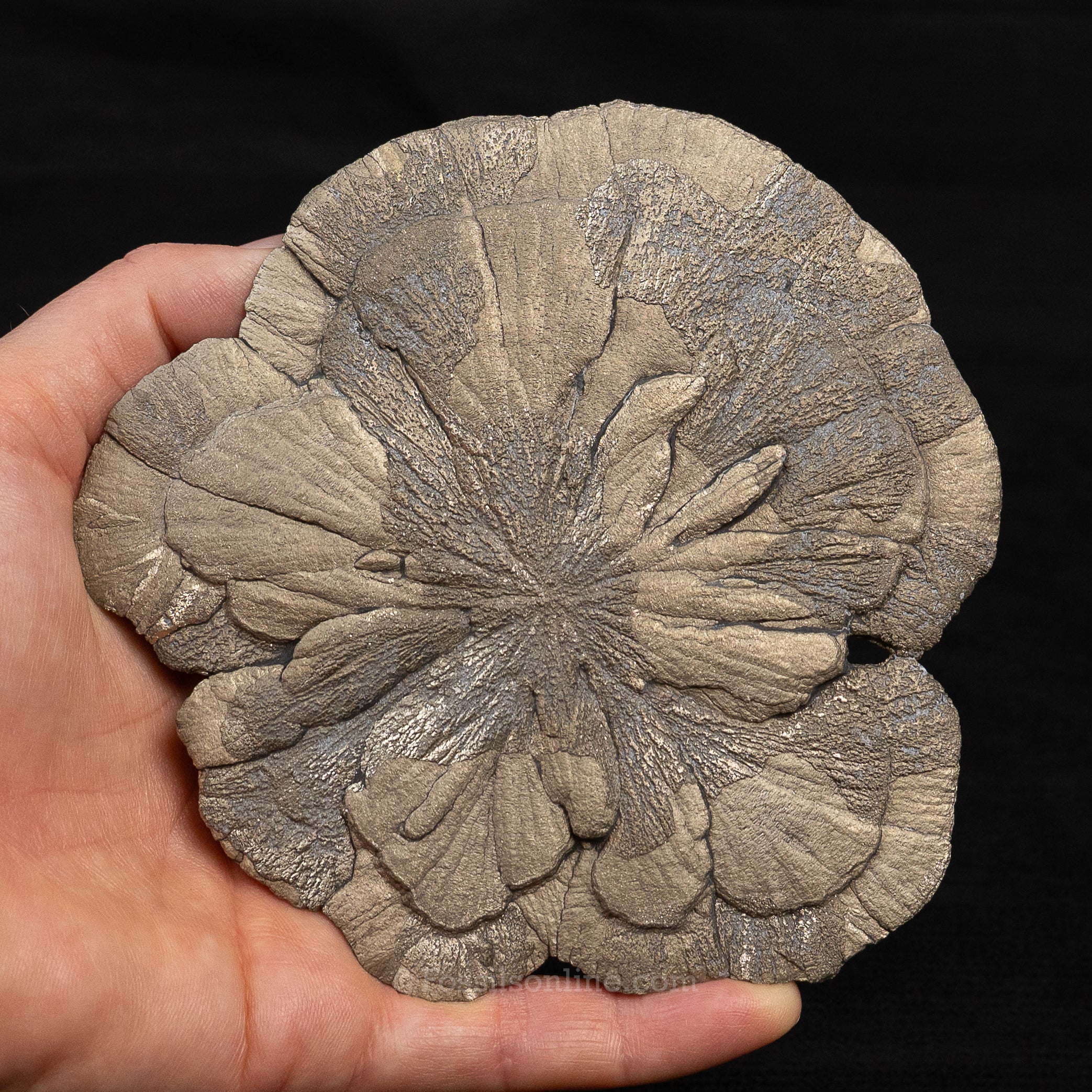 LG Pyrite Sun / Miner's Dollar 4.77"