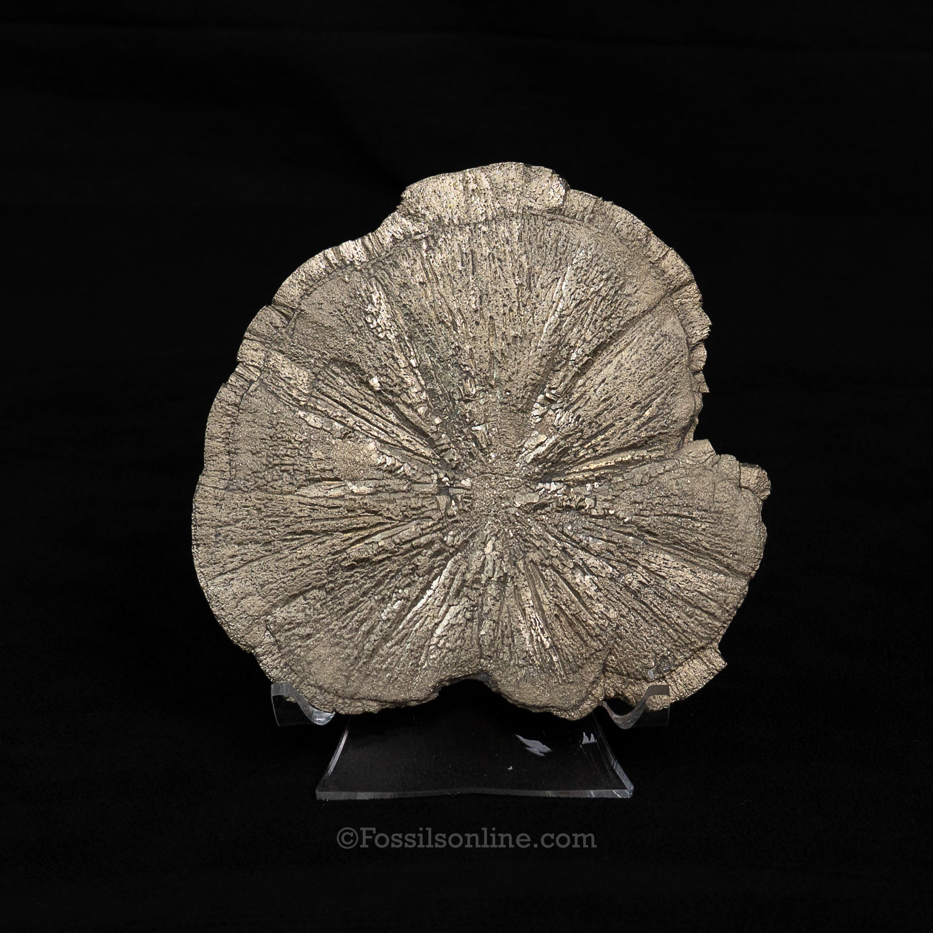 LG Pyrite Sun / Miner's Dollar 4.37"