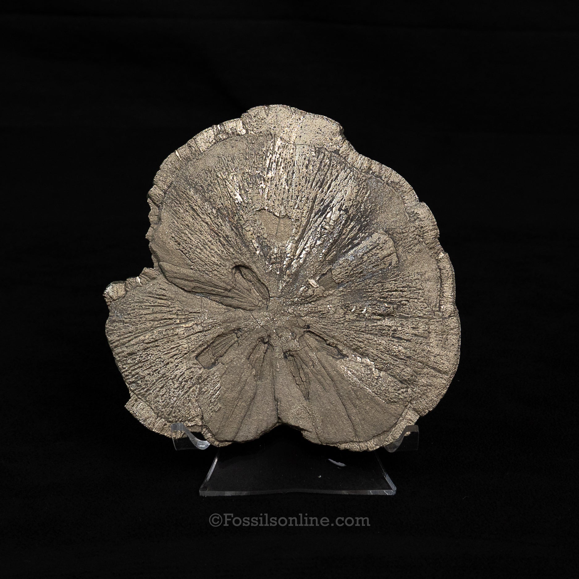 LG Pyrite Sun / Miner's Dollar 4.37"