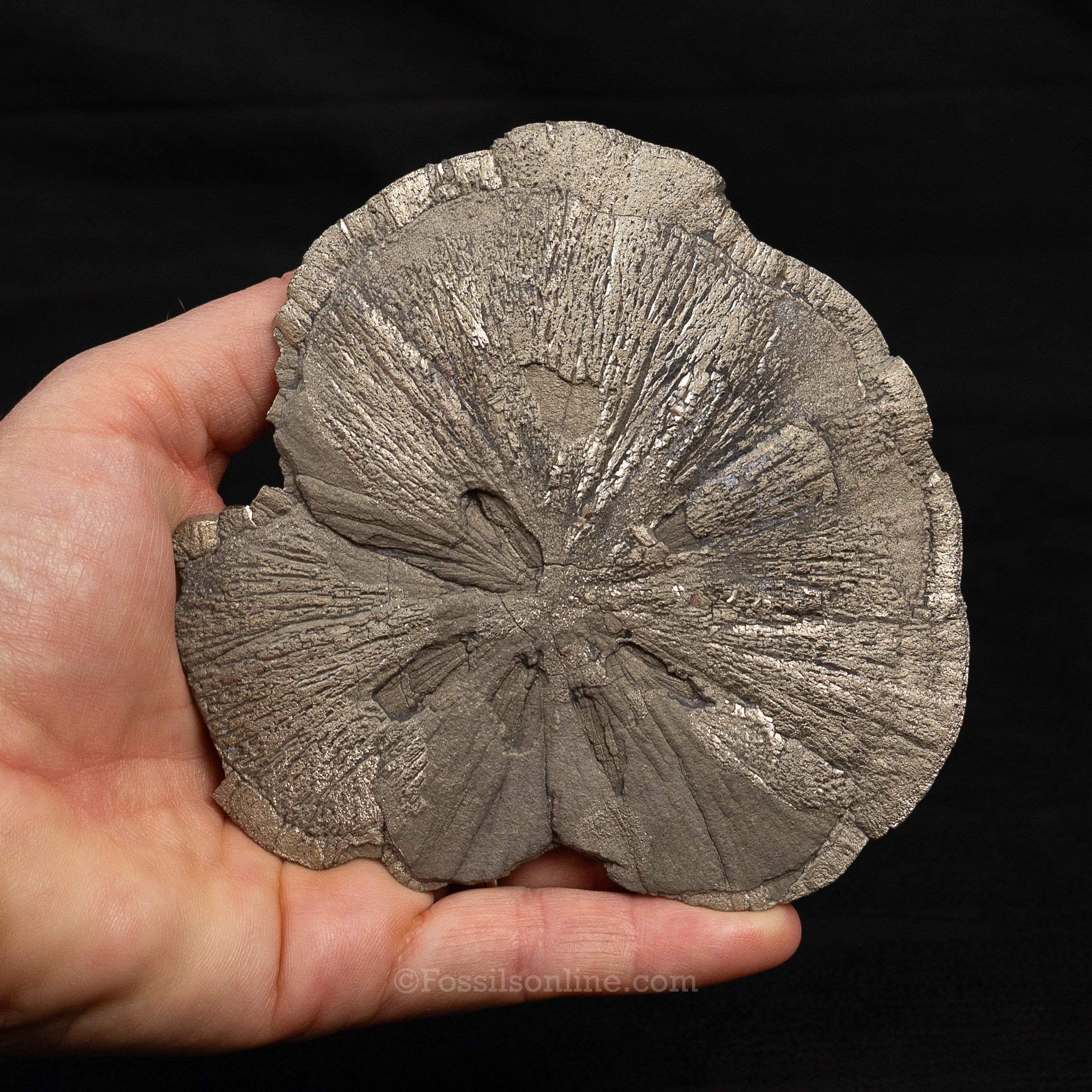 LG Pyrite Sun / Miner's Dollar 4.37"