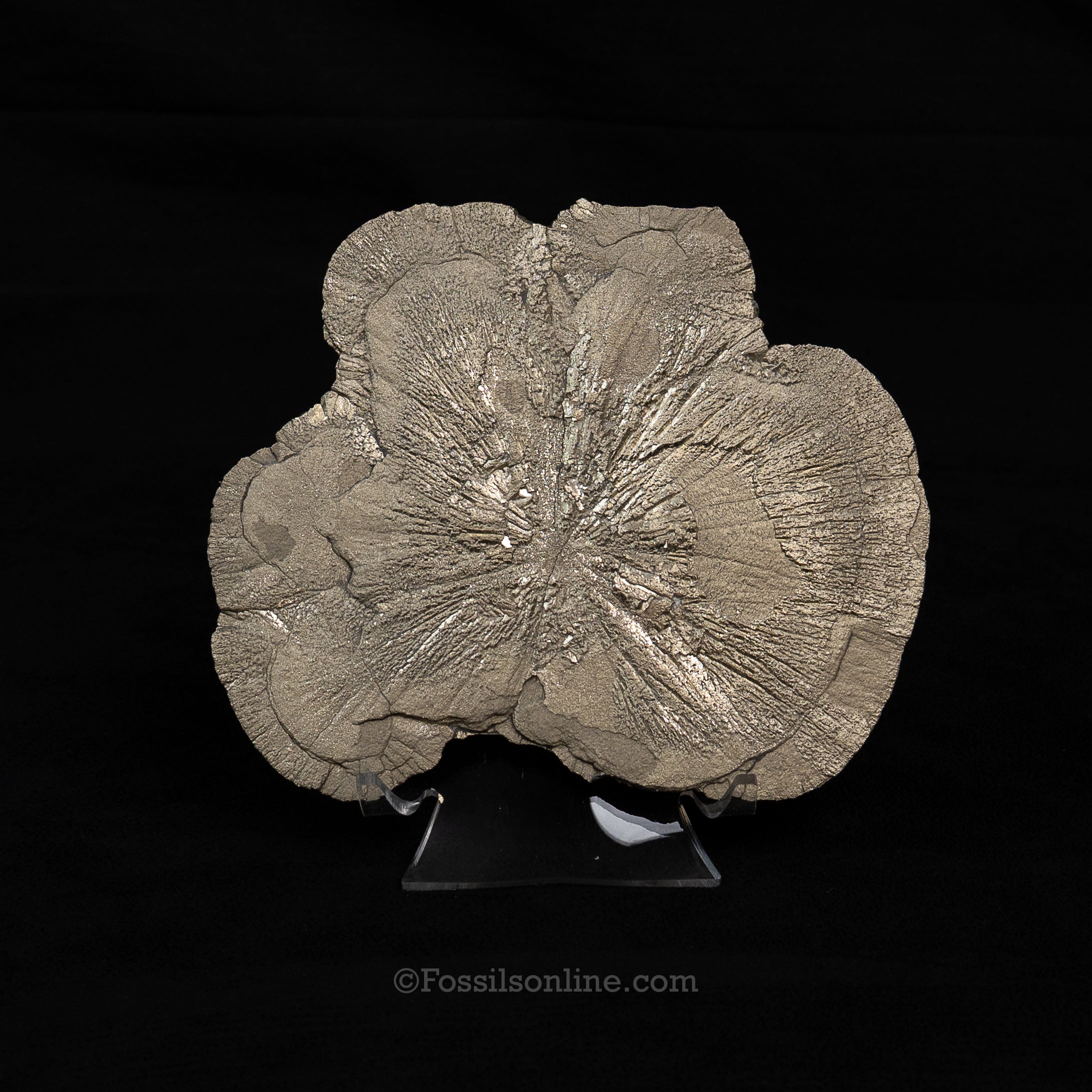 LG Pyrite Sun / Miner's Dollar 5.36"