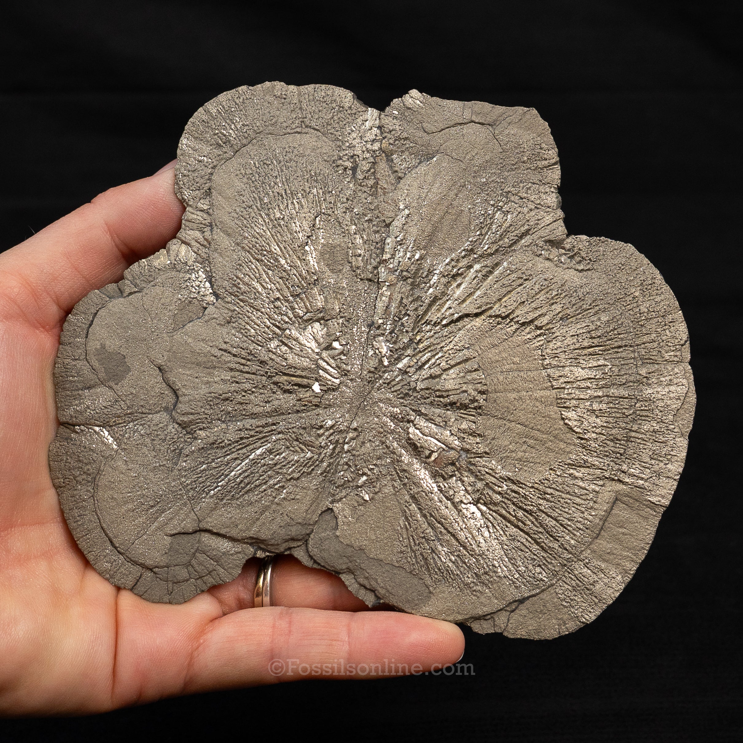 LG Pyrite Sun / Miner's Dollar 5.36"