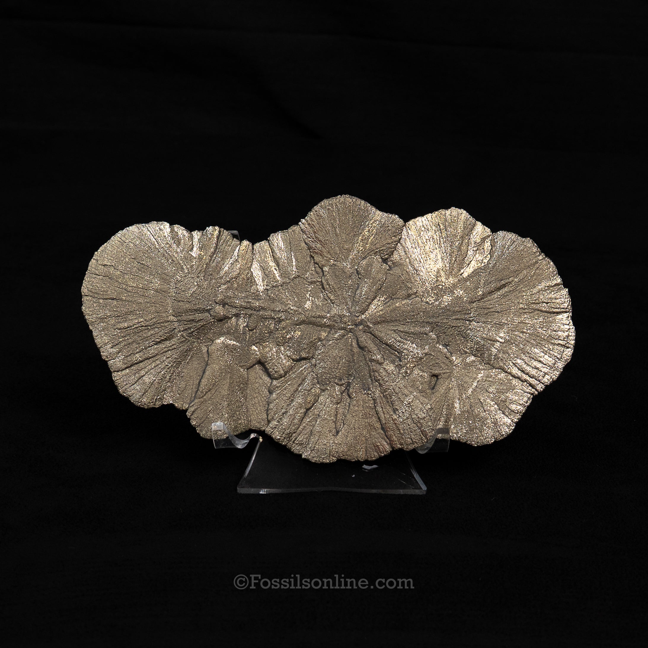 LG Pyrite Sun / Miner's Dollar 6.10"