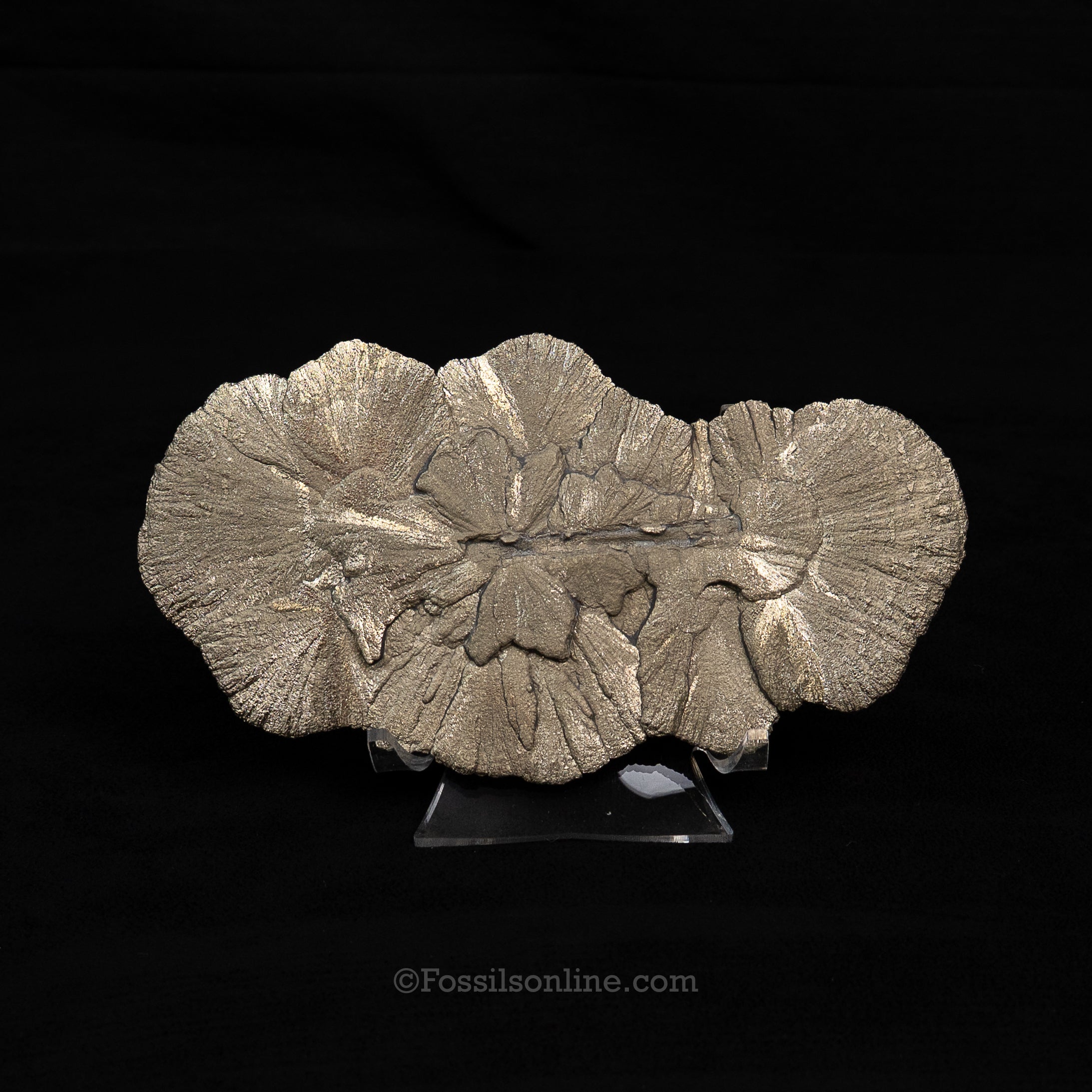 LG Pyrite Sun / Miner's Dollar 6.10"
