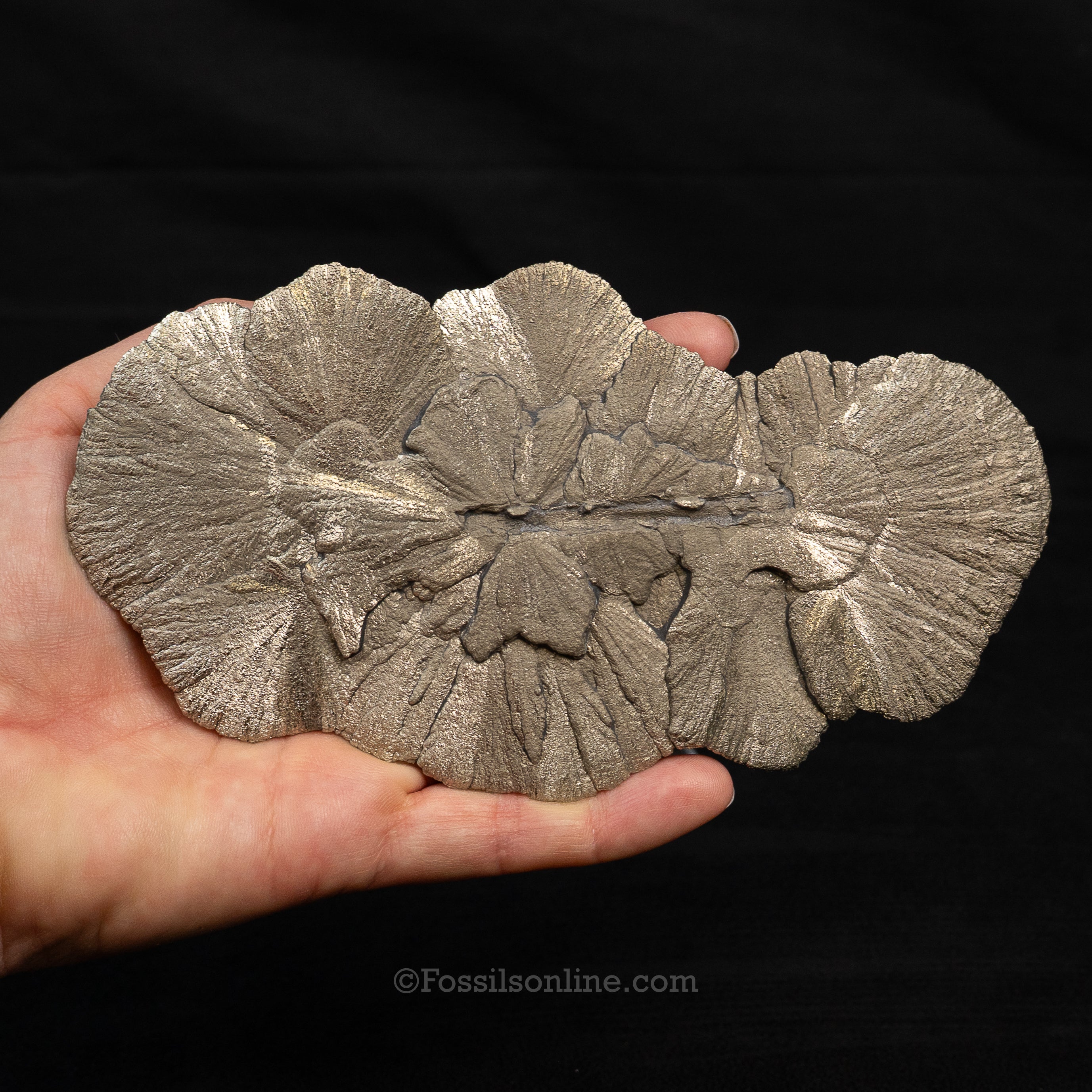 LG Pyrite Sun / Miner's Dollar 6.10"