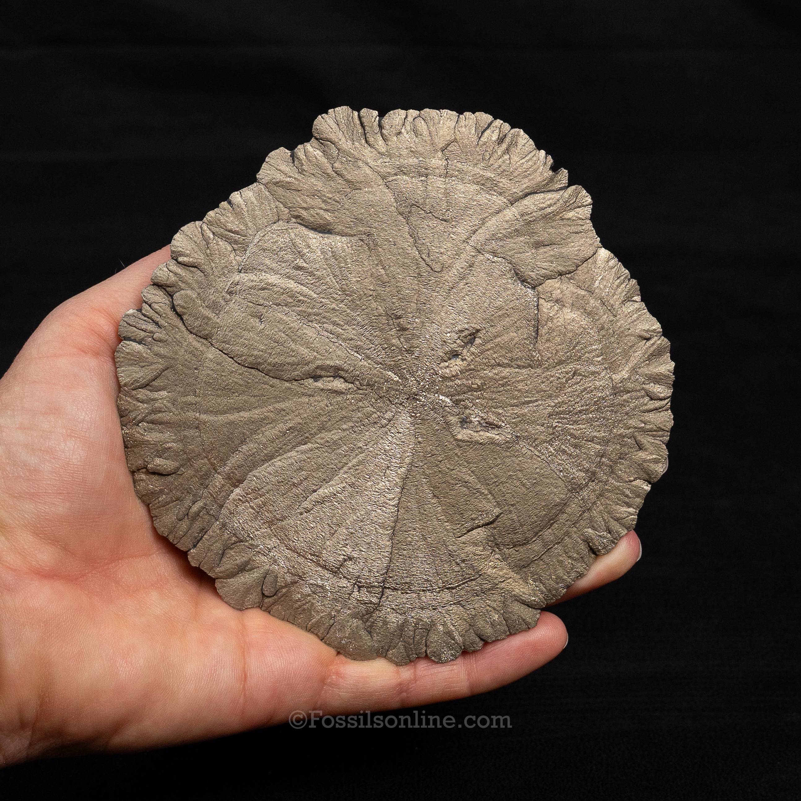 LG Pyrite Sun / Miner's Dollar 4.58"