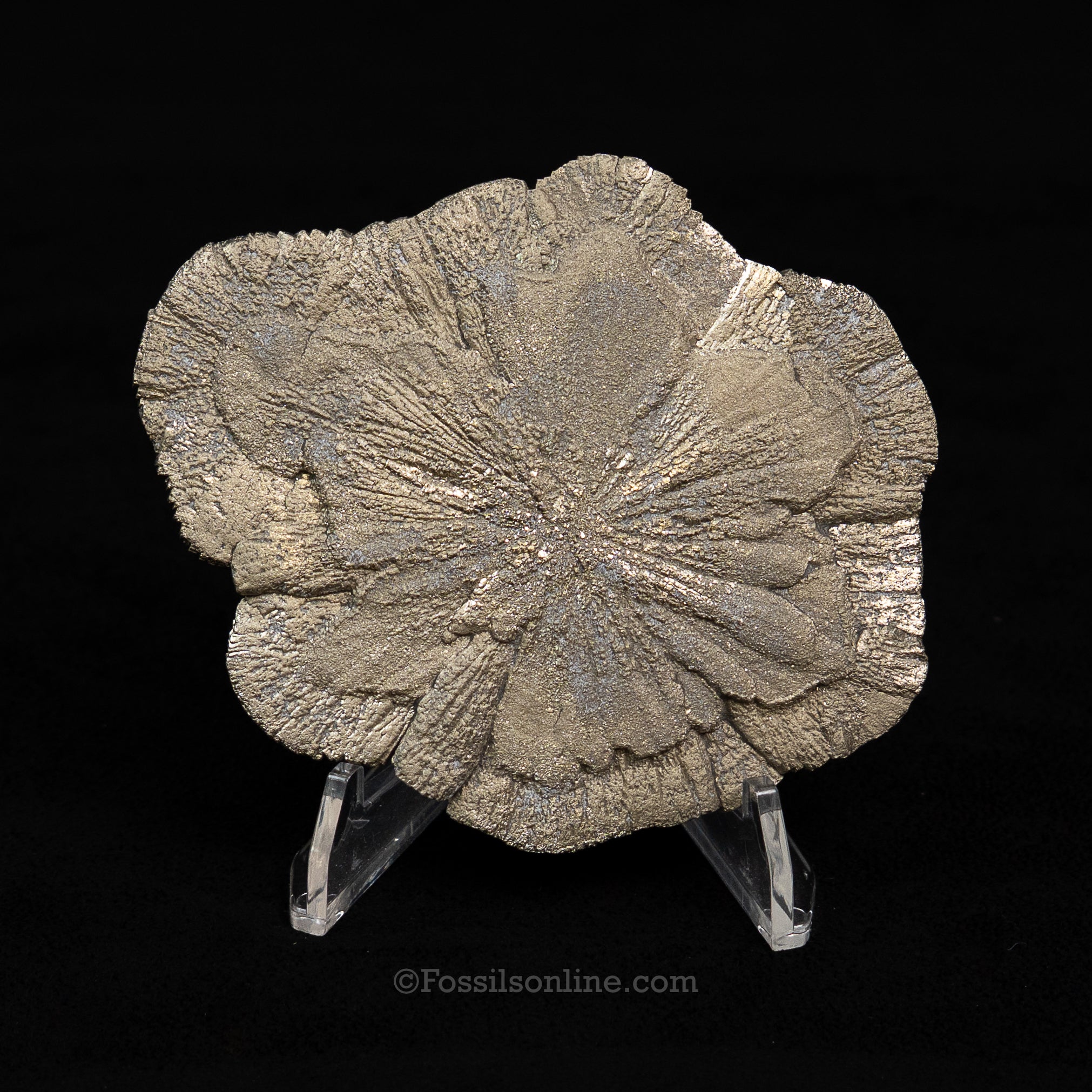 Pyrite Sun / Miner's Dollar 3.61"