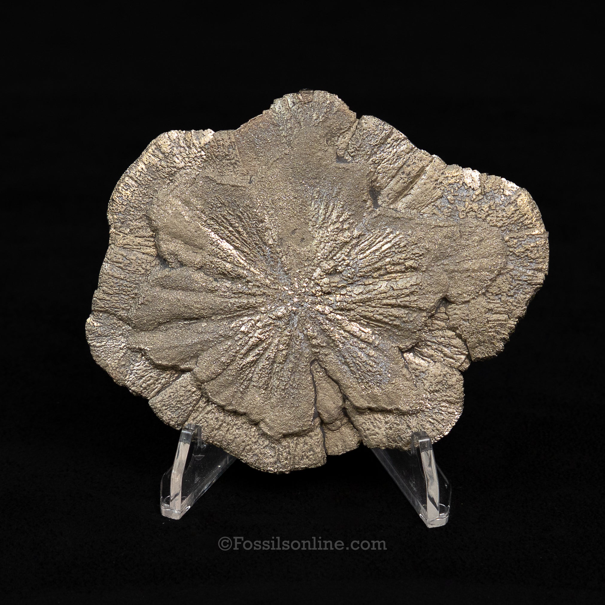 Pyrite Sun / Miner's Dollar 3.61"