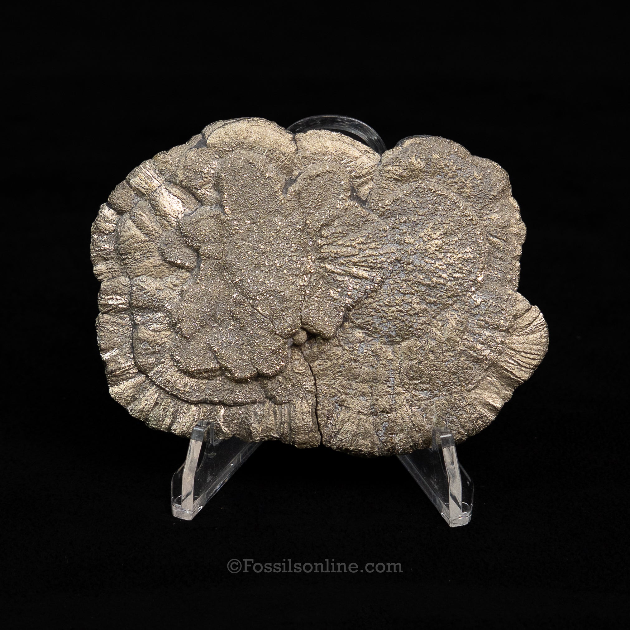 Pyrite Sun / Miner's Dollar 3.33"