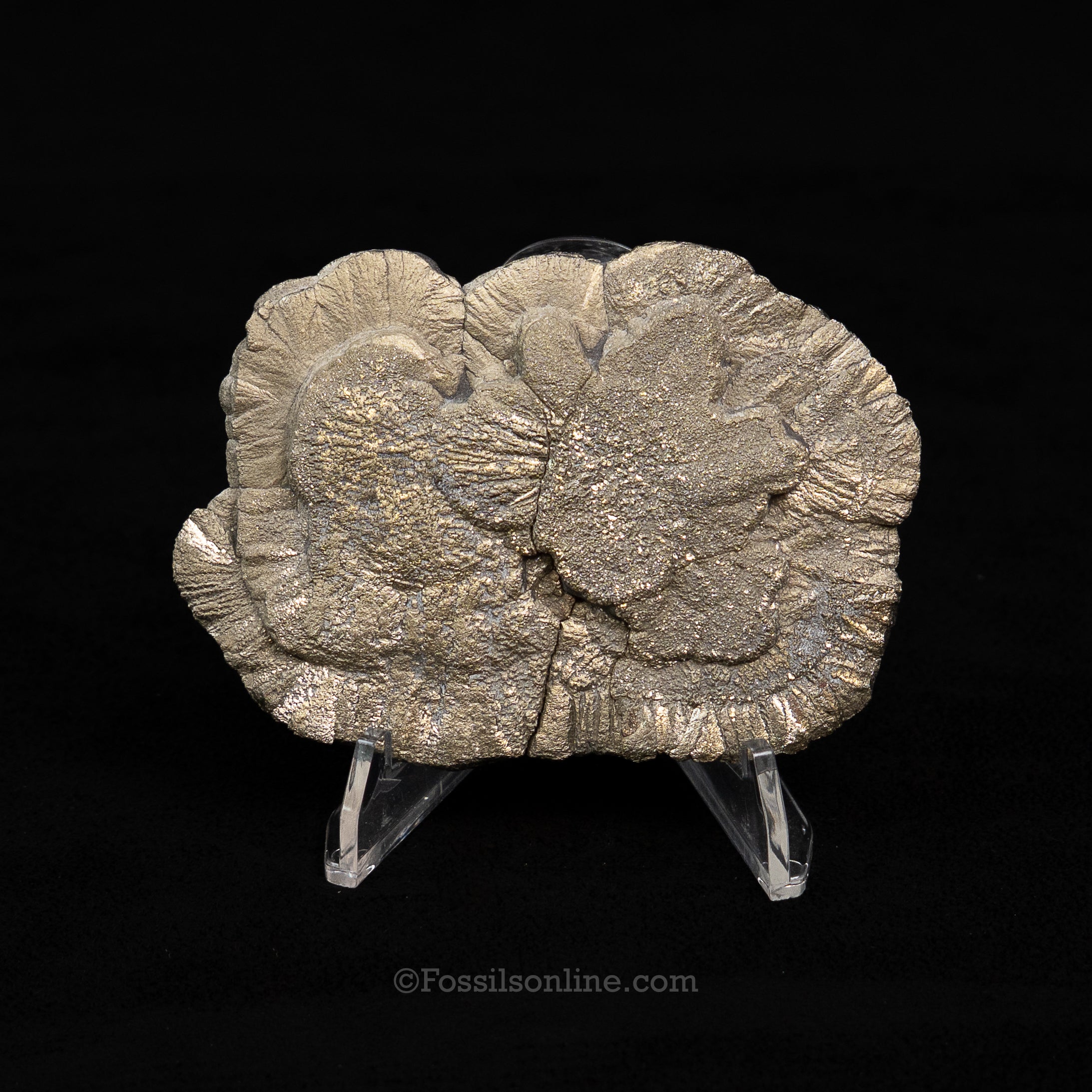 Pyrite Sun / Miner's Dollar 3.33"