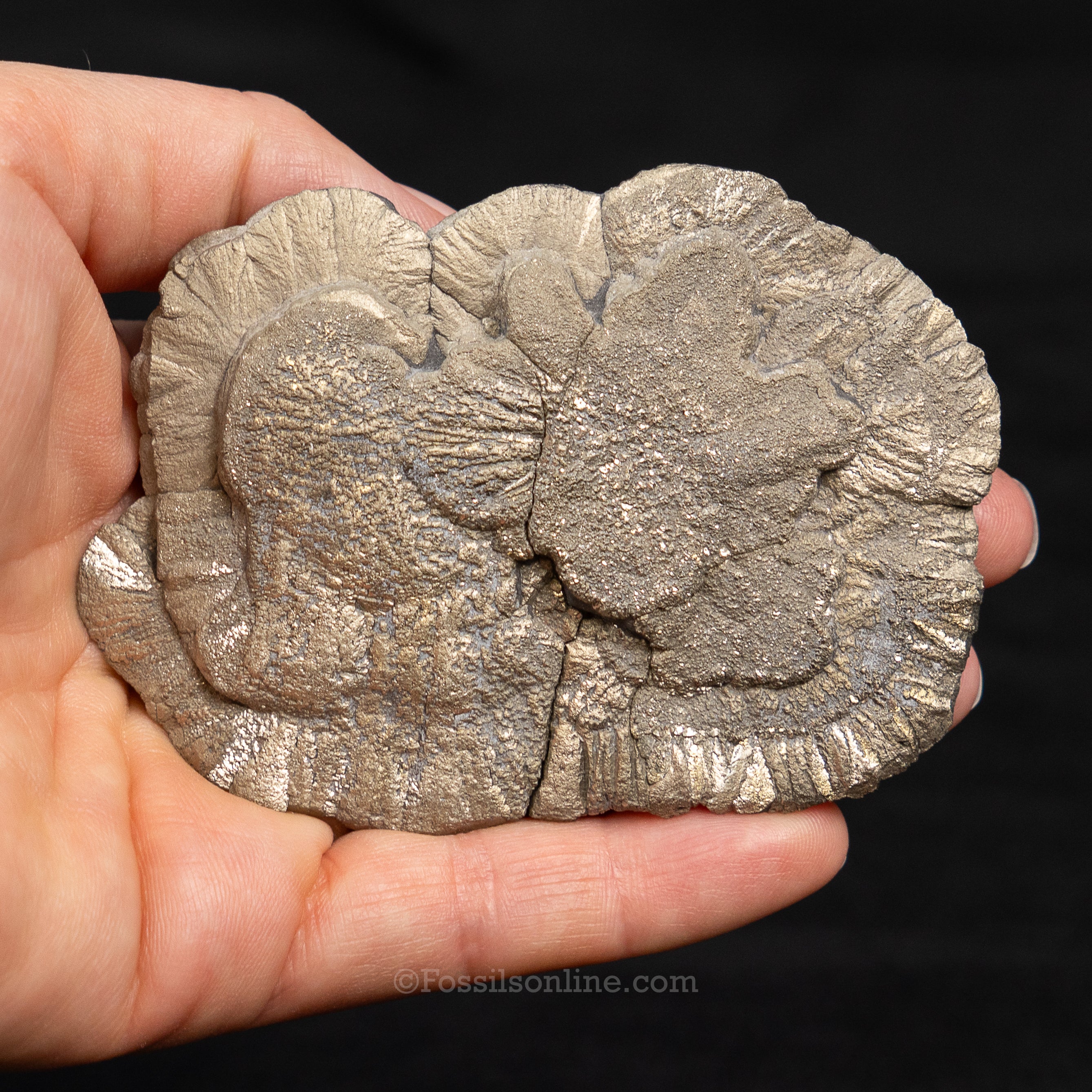Pyrite Sun / Miner's Dollar 3.33"