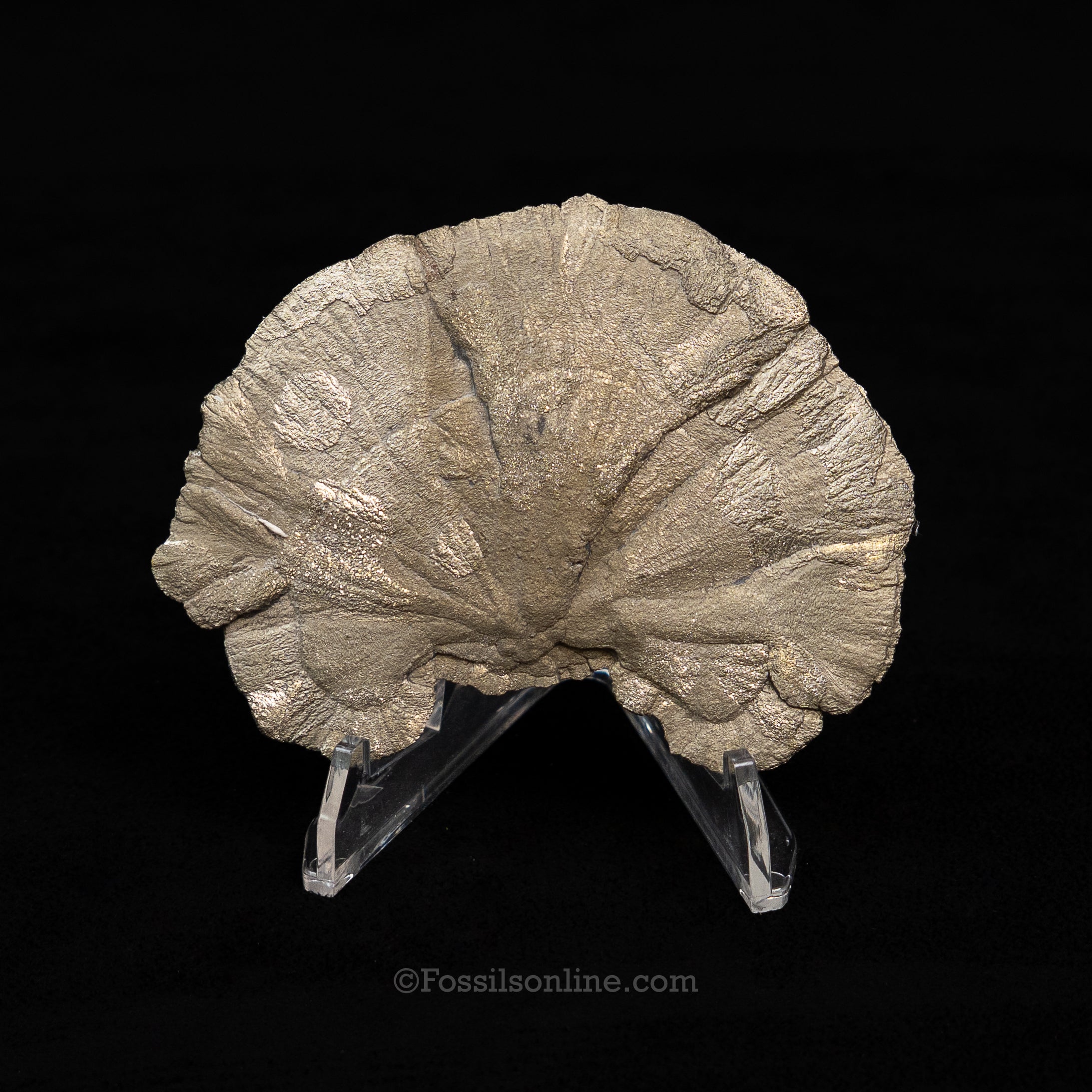 Pyrite Sun / Miner's Dollar 3.38"
