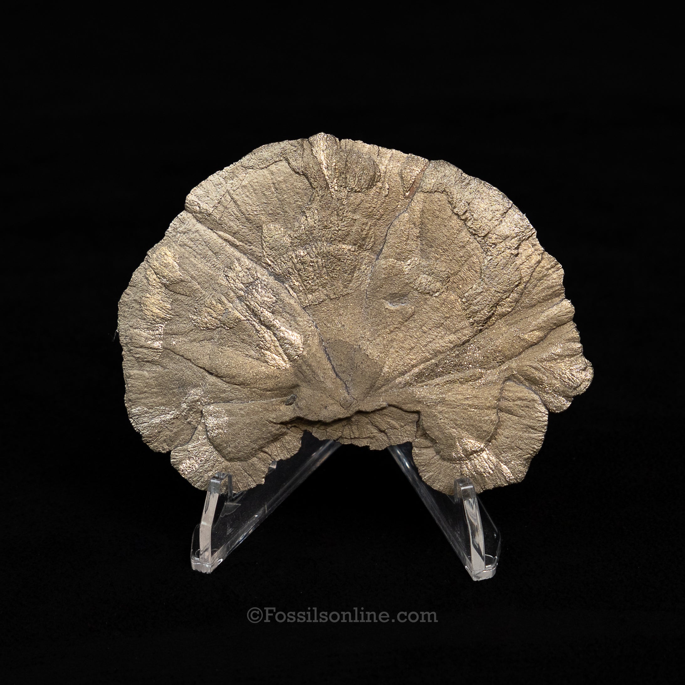 Pyrite Sun / Miner's Dollar 3.38"