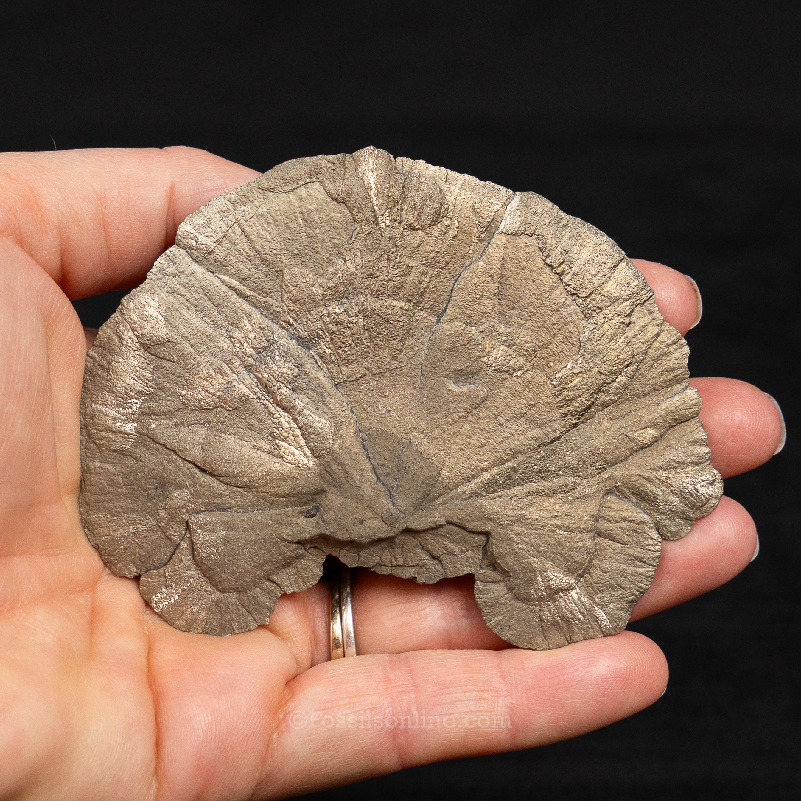 Pyrite Sun / Miner's Dollar 3.38"