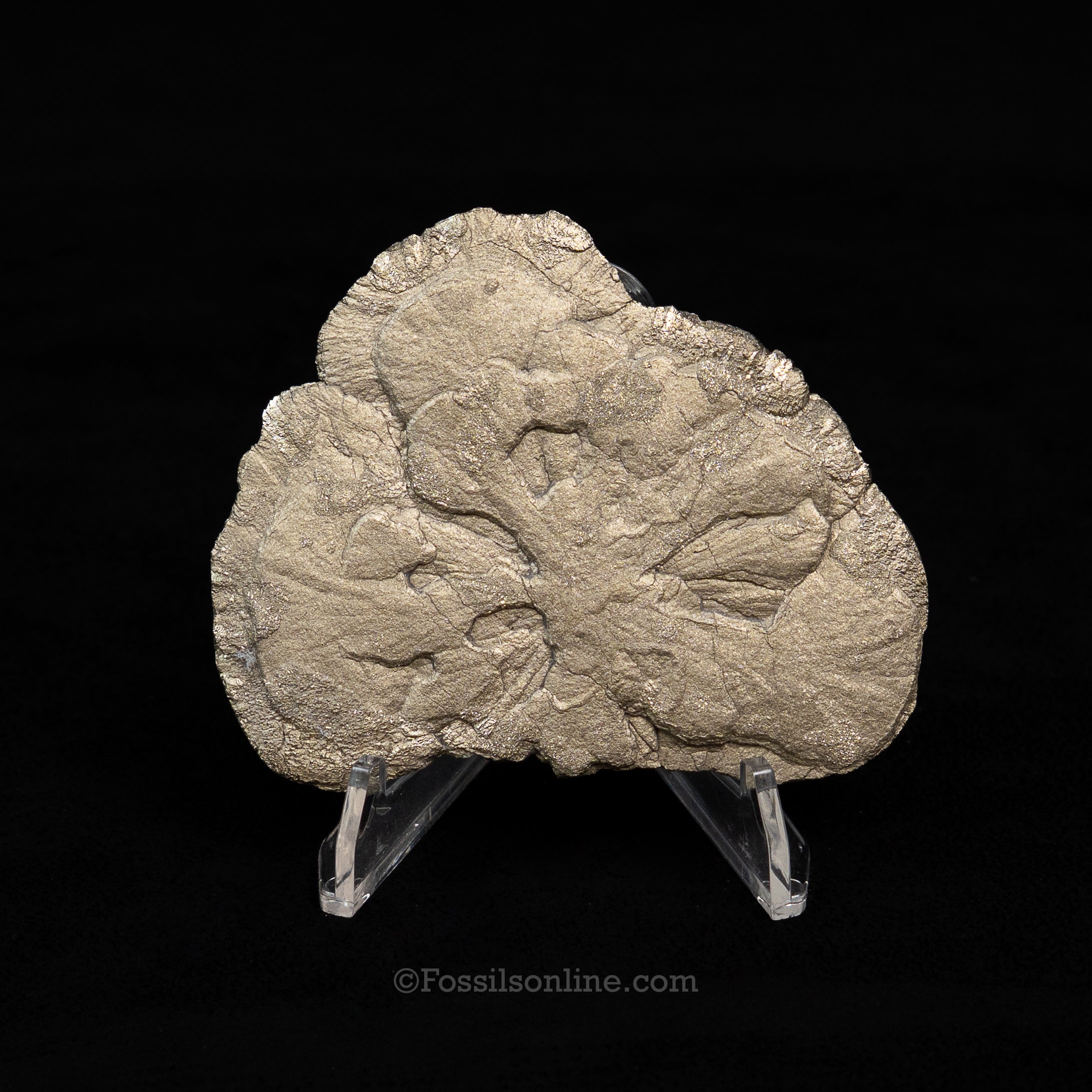 Pyrite Sun / Miner's Dollar 2.48"