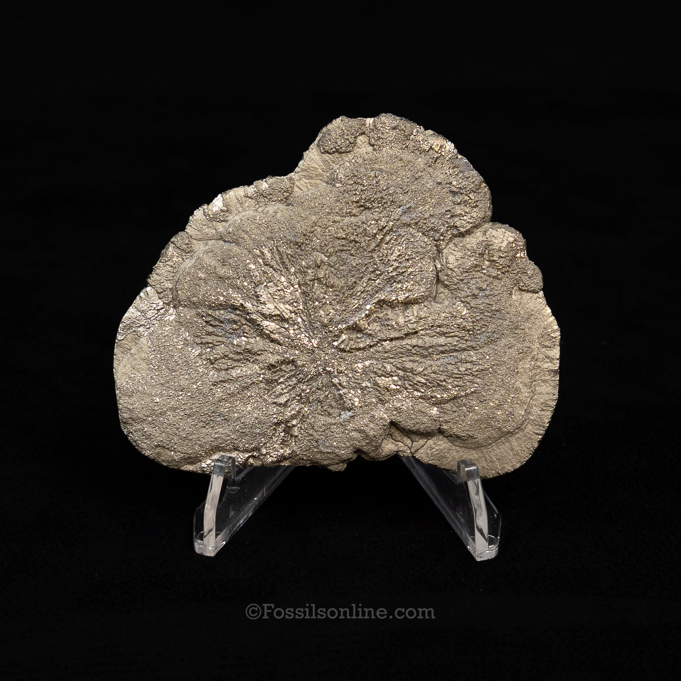 Pyrite Sun / Miner's Dollar 2.48"