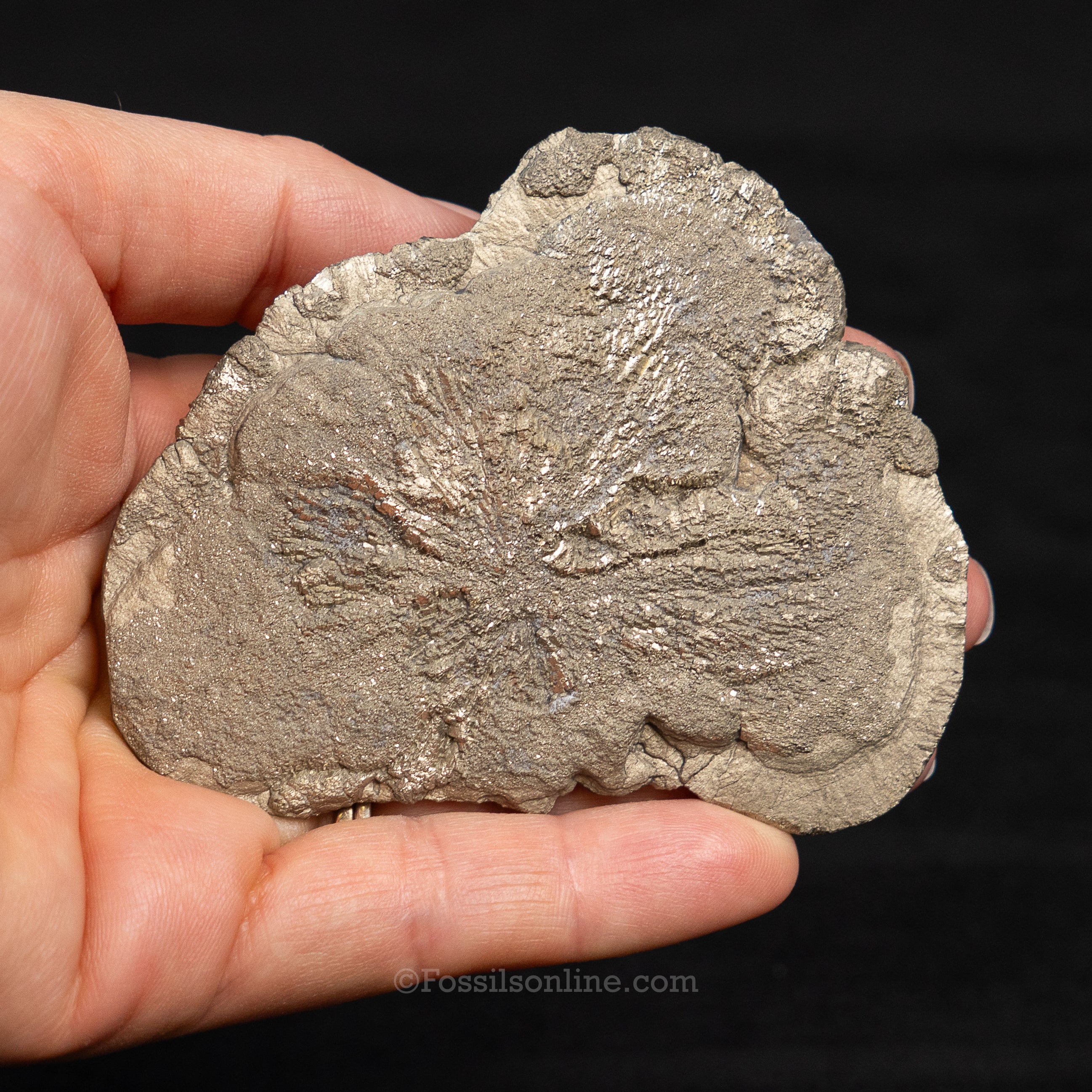 Pyrite Sun / Miner's Dollar 2.48"
