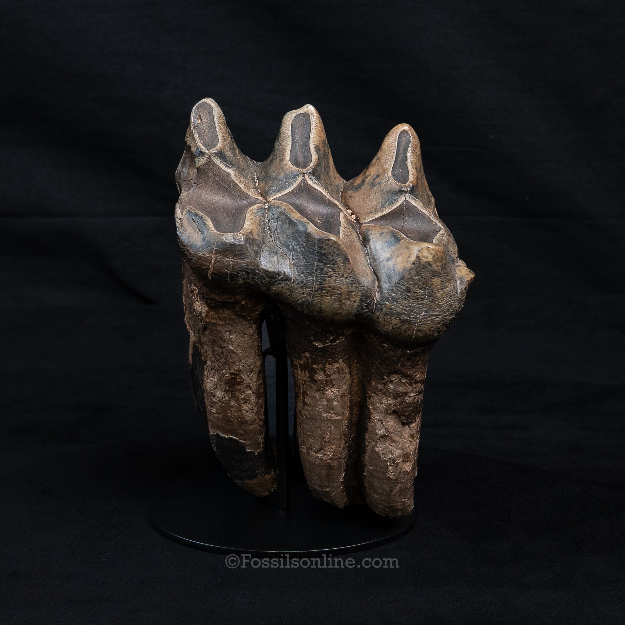 Mastodon Tooth w/stand