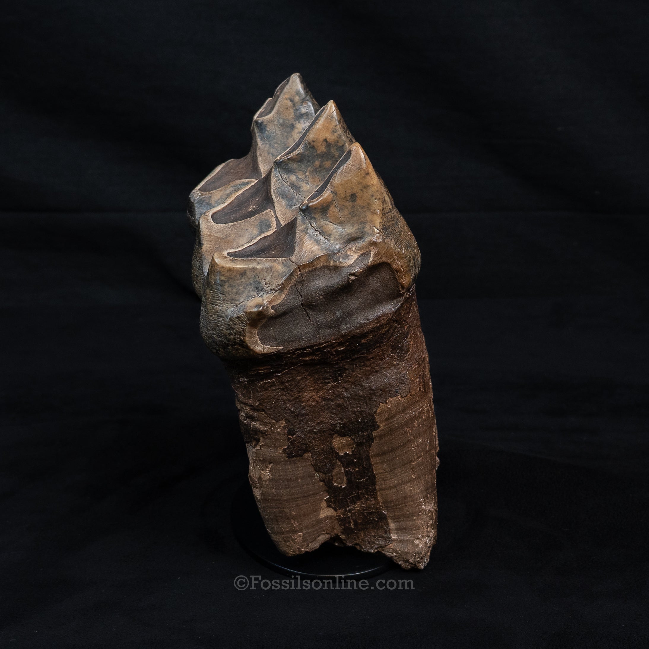 Mastodon Tooth w/stand