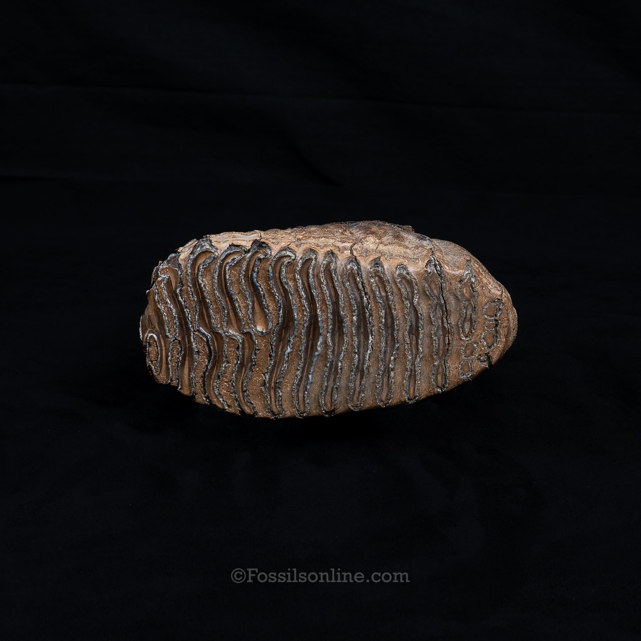 Rooted Mammoth Tooth Siberia