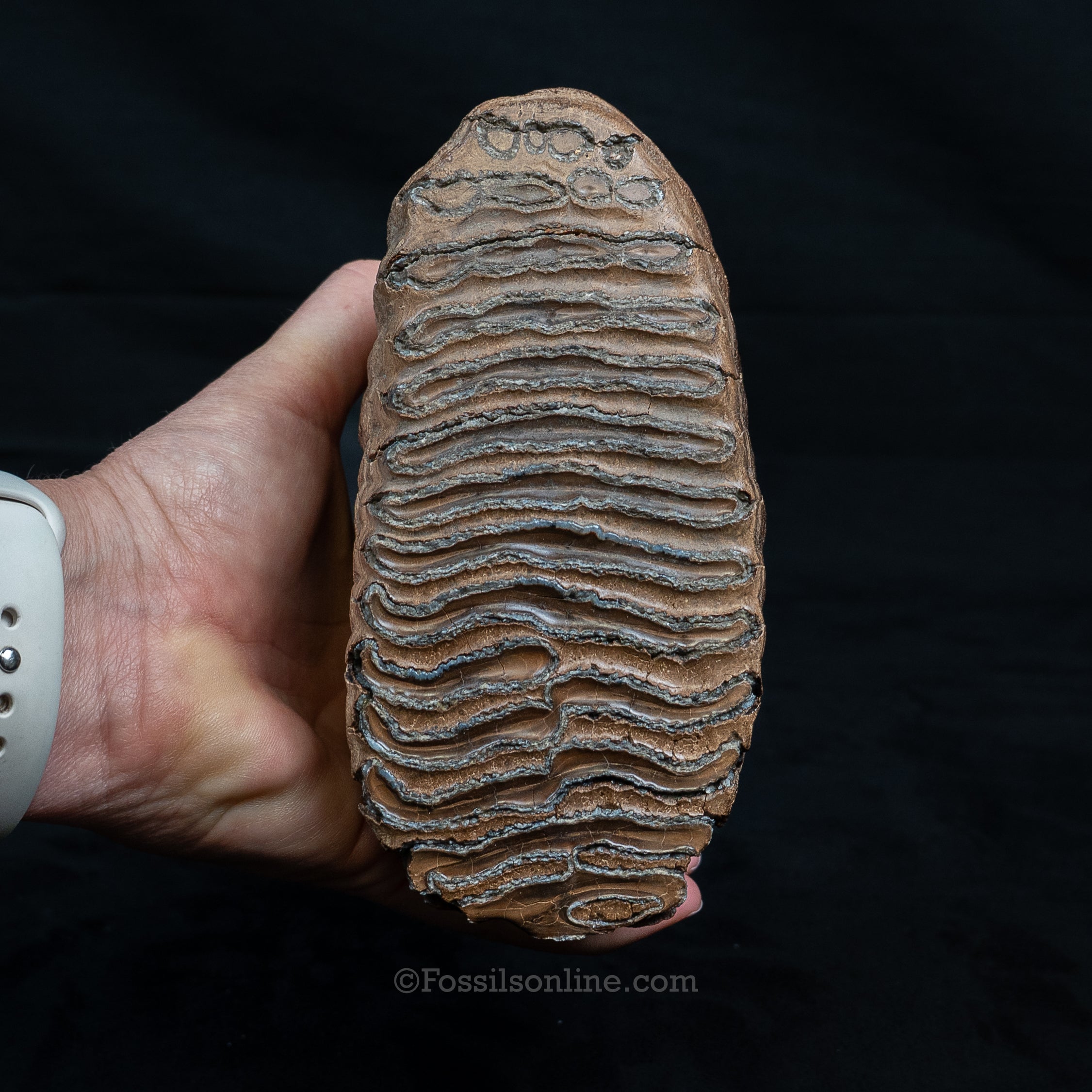 Rooted Mammoth Tooth Siberia