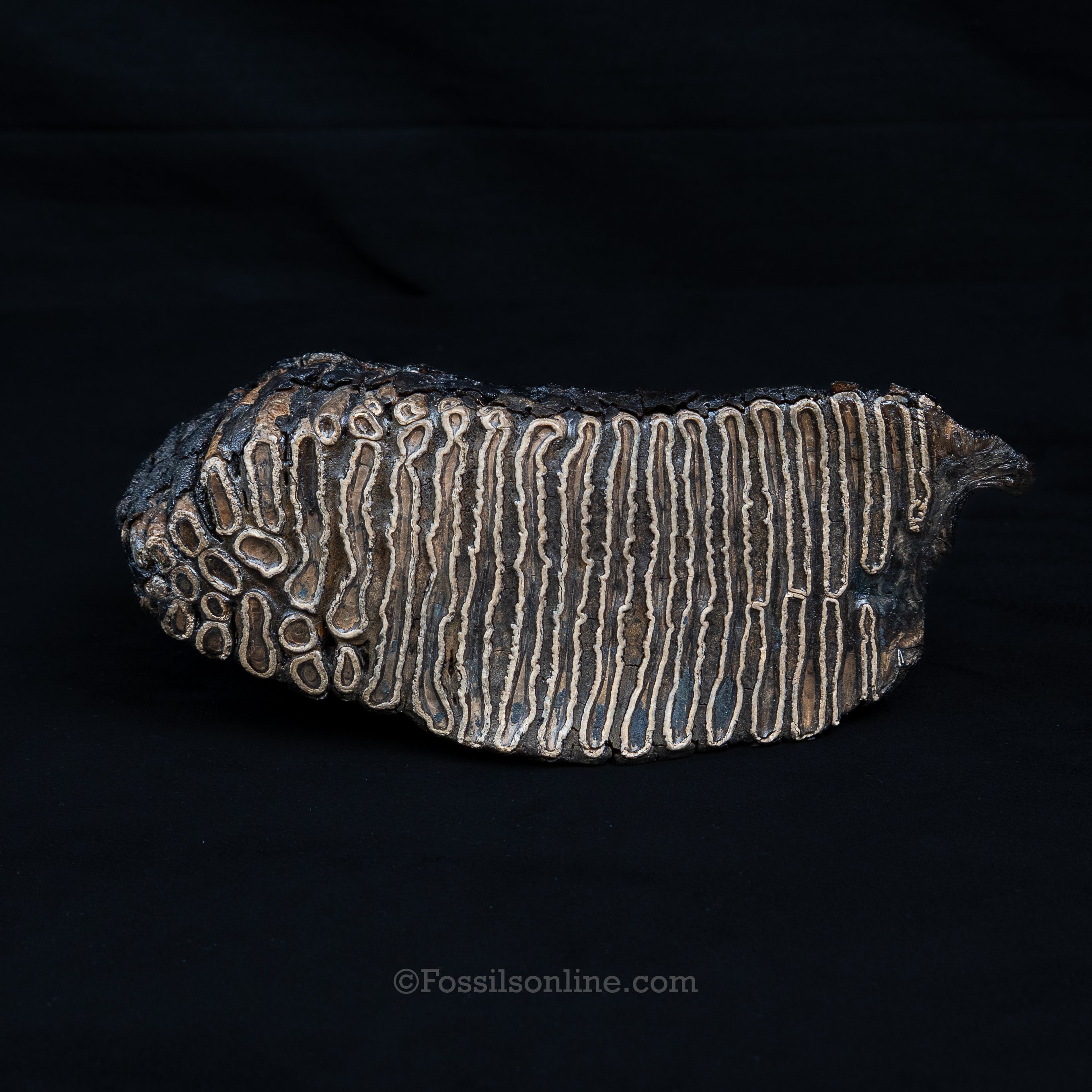 Woolly Mammoth Tooth from Alaska