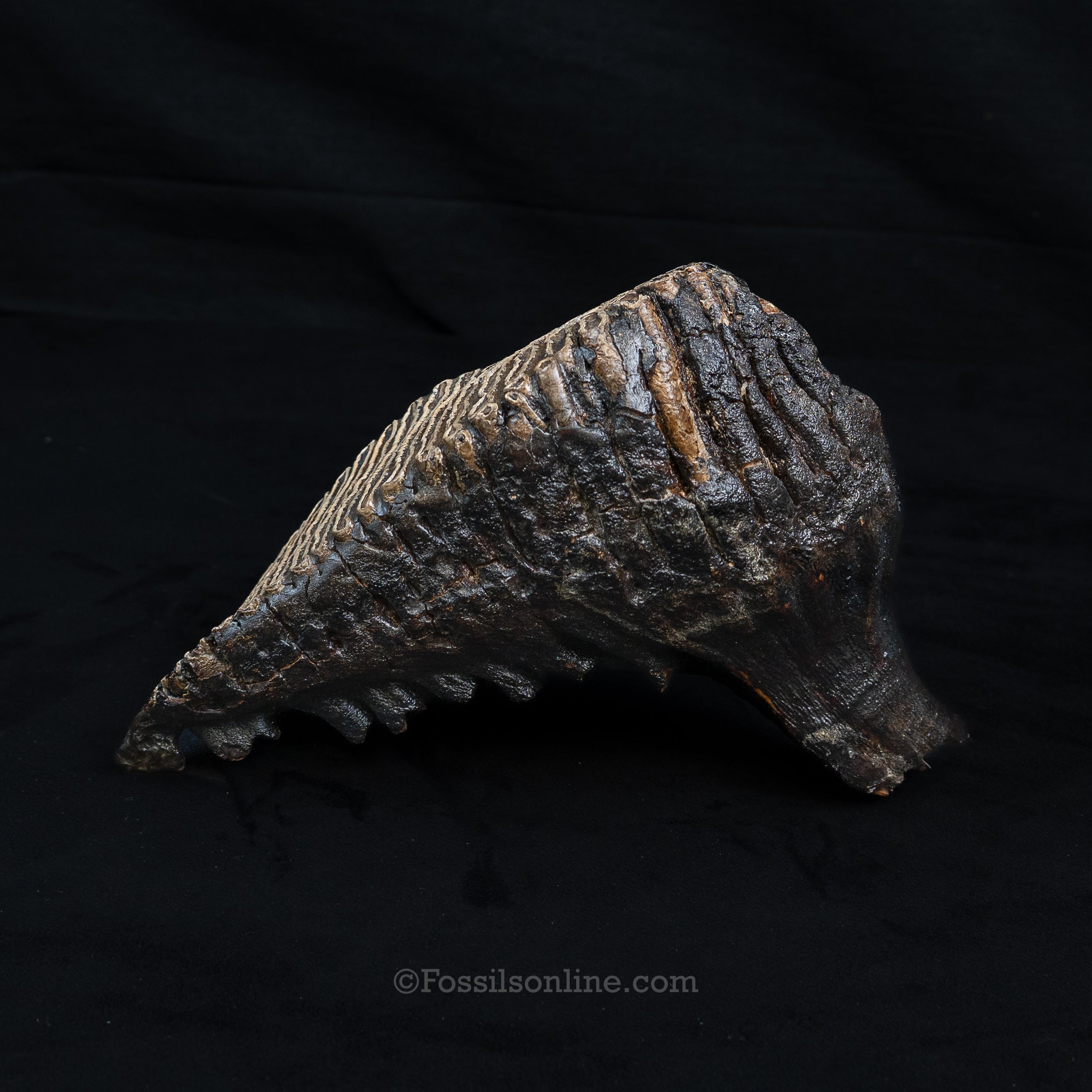 Woolly Mammoth Tooth from Alaska